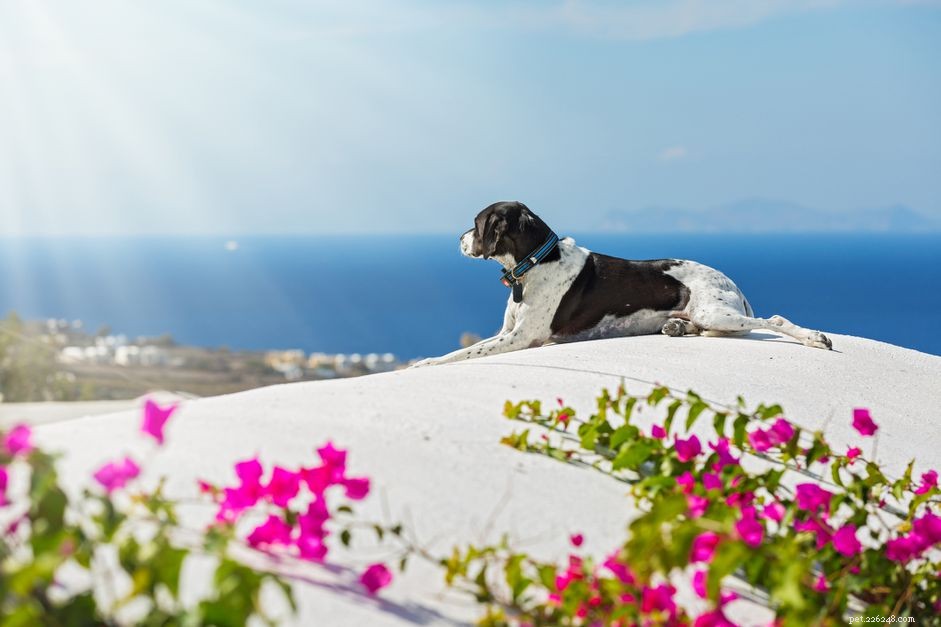 40 Classic Greek Dog Names Inspired by Mythology & Culture