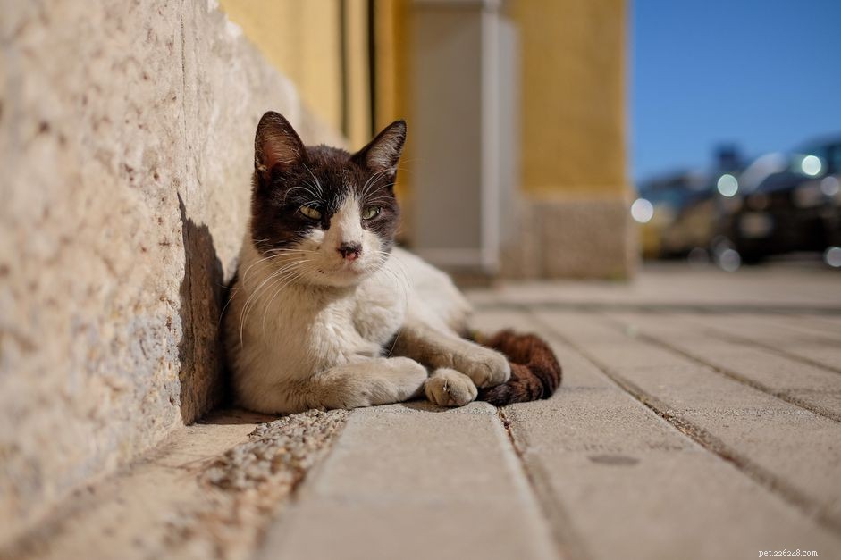 The Complete Guide to Taming a Feral Cat