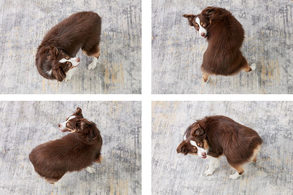 Teach Your Dog to Spin: A Simple, Treat‑Based Training Guide
