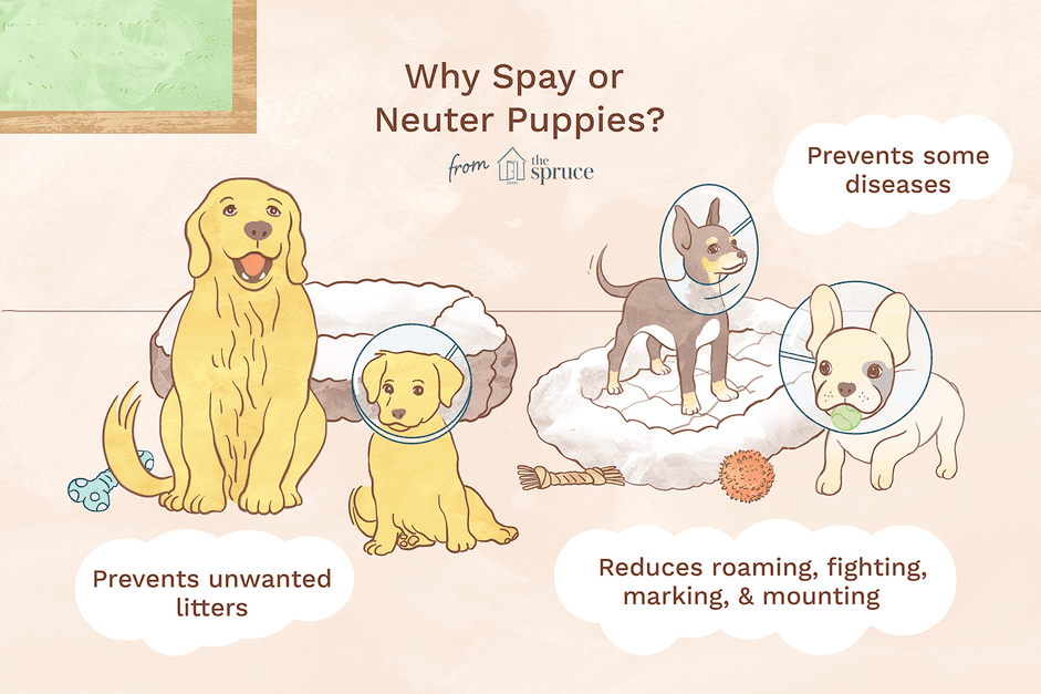 Spaying & Neutering Puppies: Timing, Benefits & Health