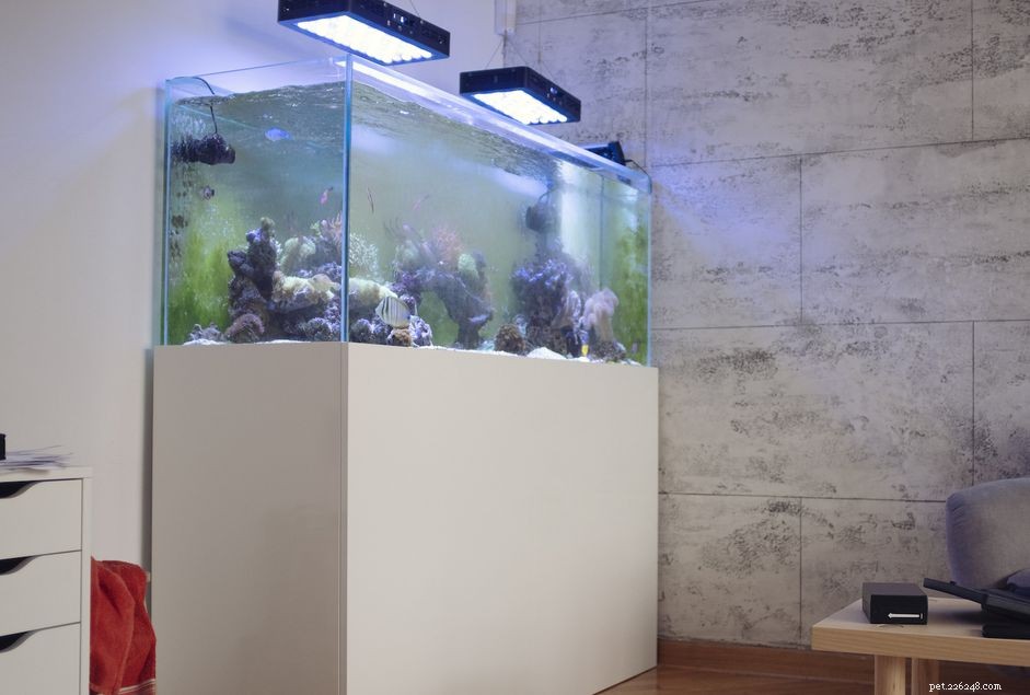 How Aquarium Size Impacts Weight: A Practical Guide