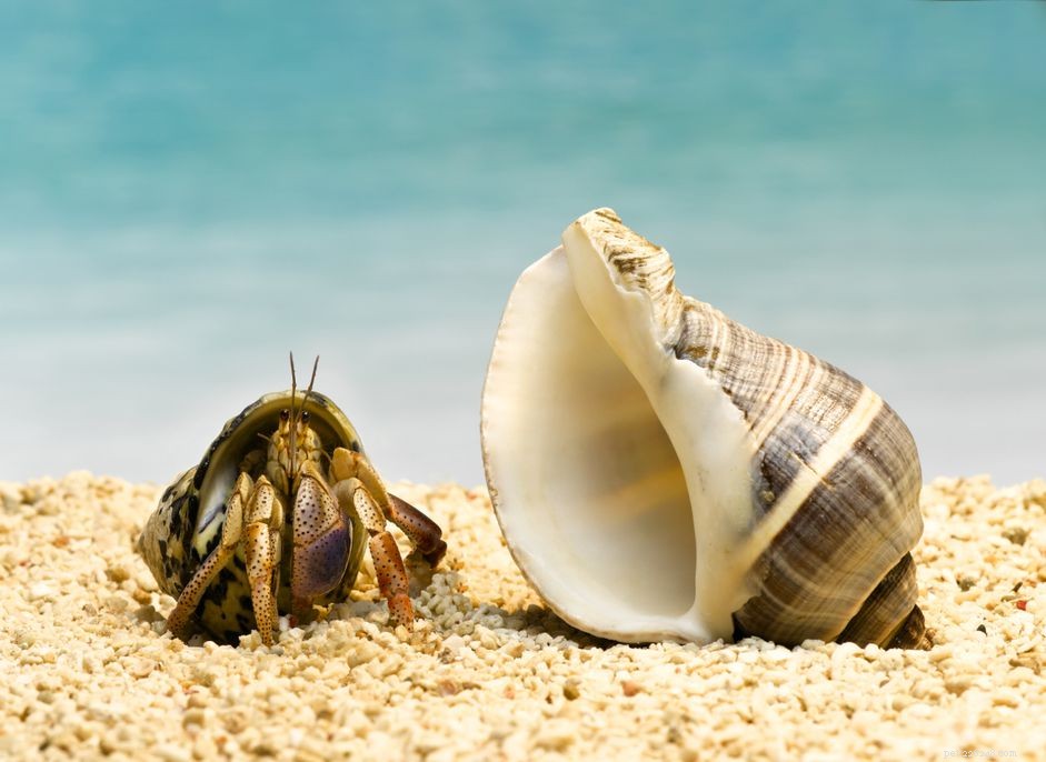 How to Identify Molting Hermit Crabs: Signs & Tips