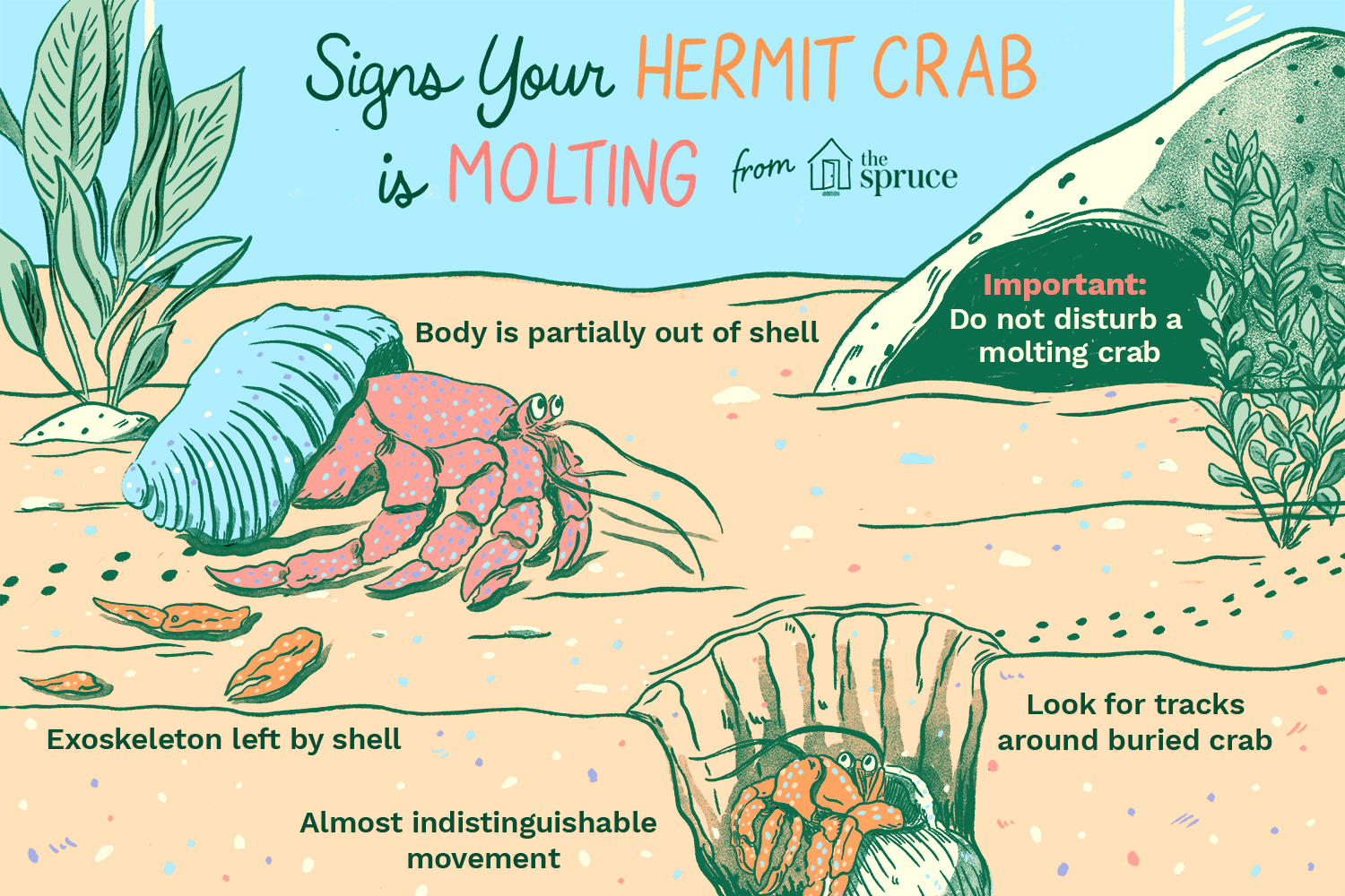 How to Identify Molting Hermit Crabs: Signs & Tips