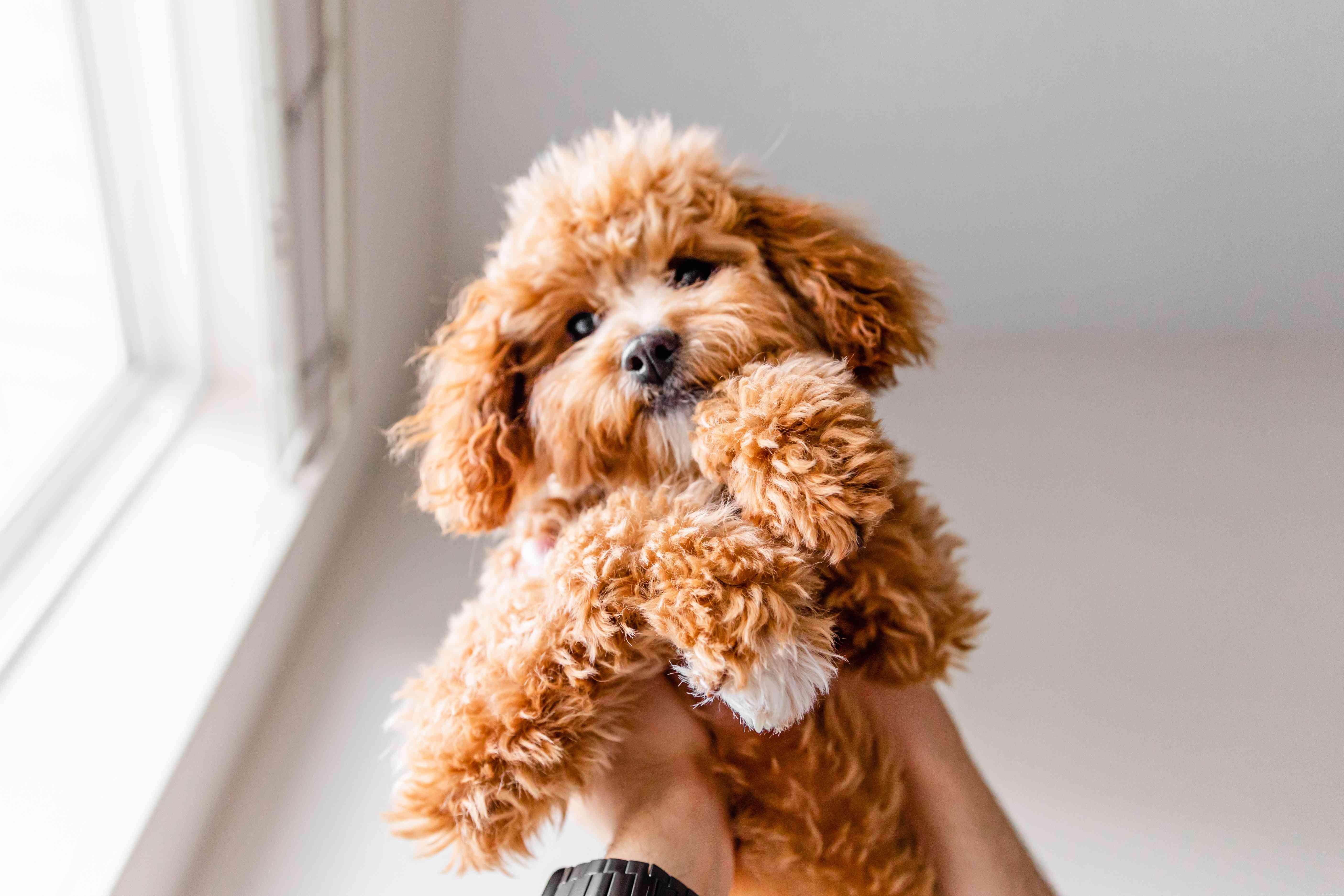 Puppy Development Milestones: 6 to 12 Months