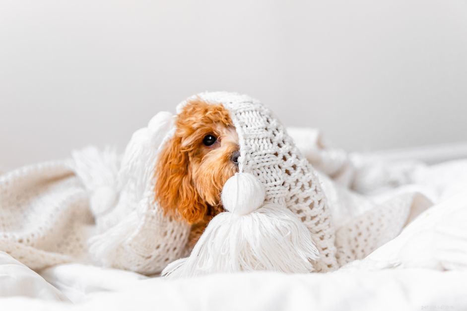 Puppy Development Milestones: 6 to 12 Months