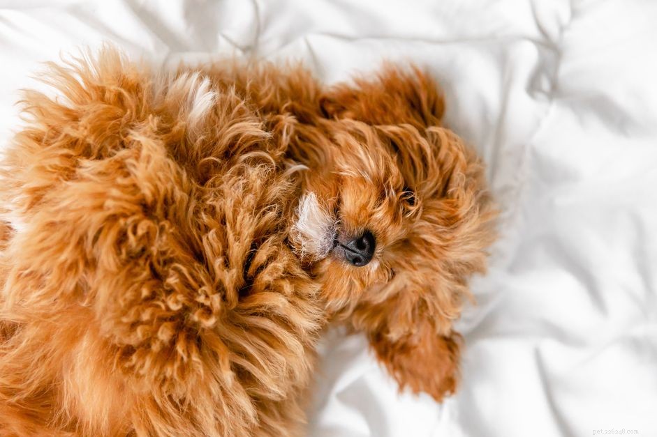 What It Means When Your Dog Sleeps on Its Back