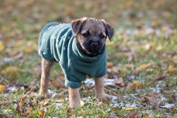 Should You Dress Your Dog? A Balanced Guide to Pet Fashion and Comfort