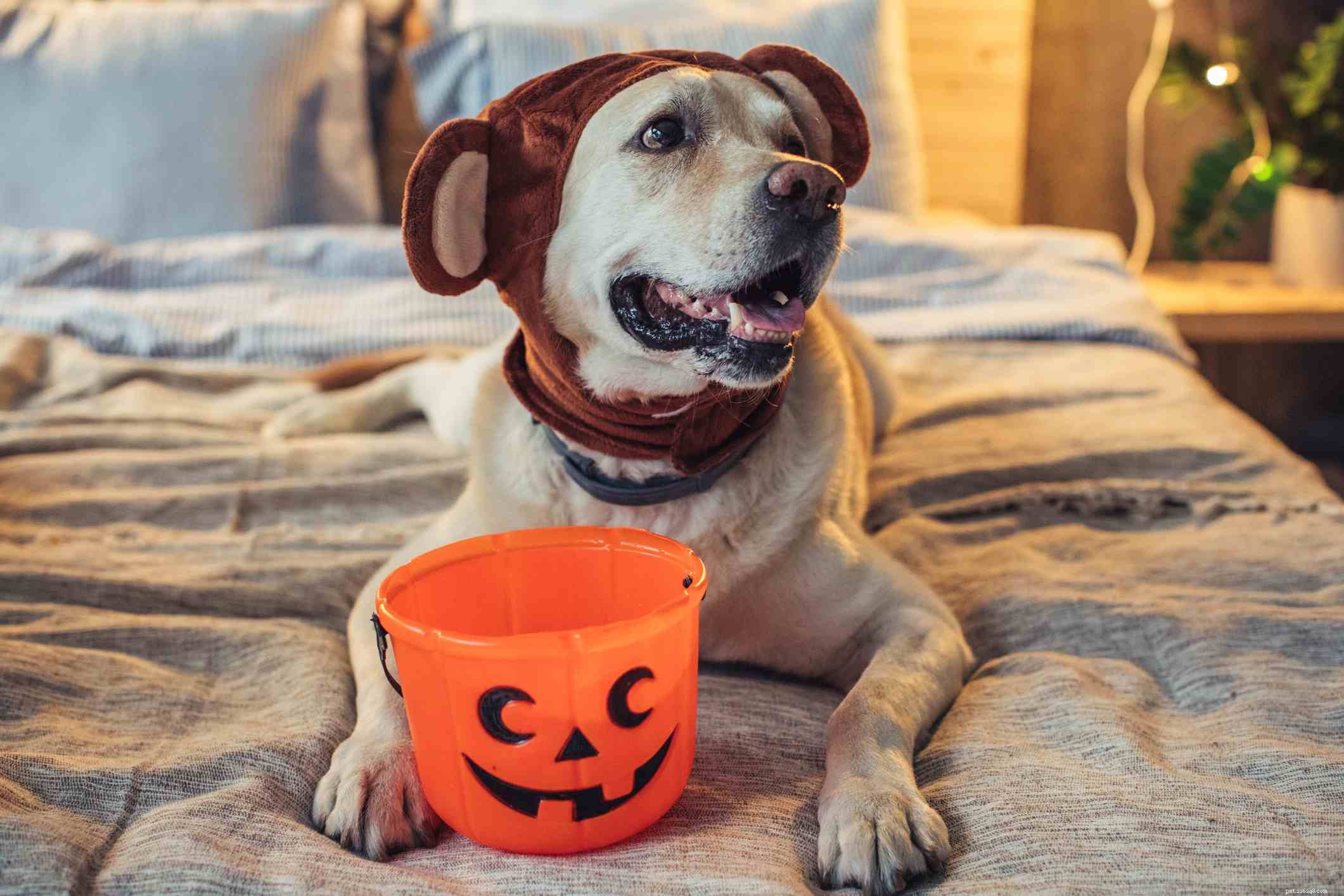Should You Dress Your Dog? A Balanced Guide to Pet Fashion and Comfort
