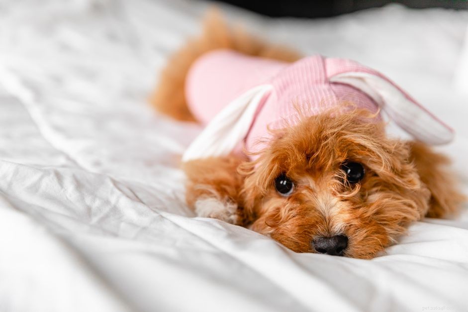 Should You Dress Your Dog? A Balanced Guide to Pet Fashion and Comfort