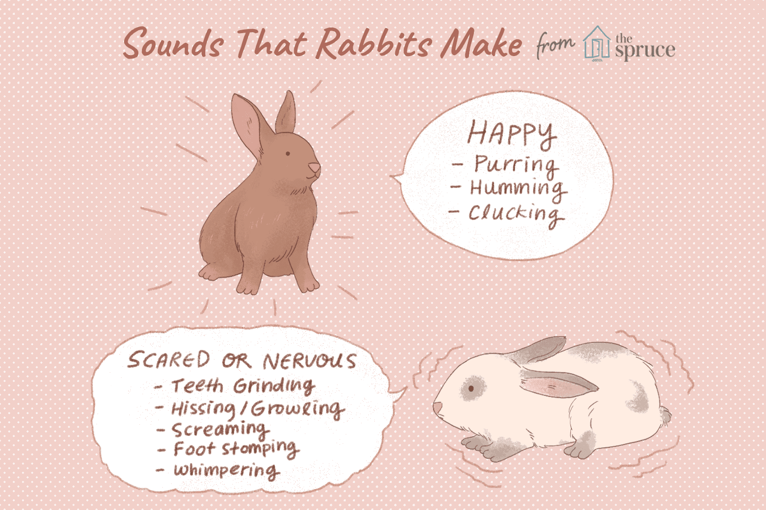 10 Rabbit Sounds Explained: What Each Cue Reveals About Their Mood