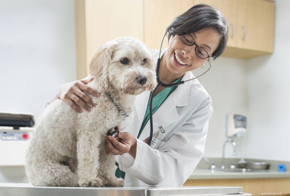Understanding Heart Murmurs in Dogs: Causes, Symptoms, and Care