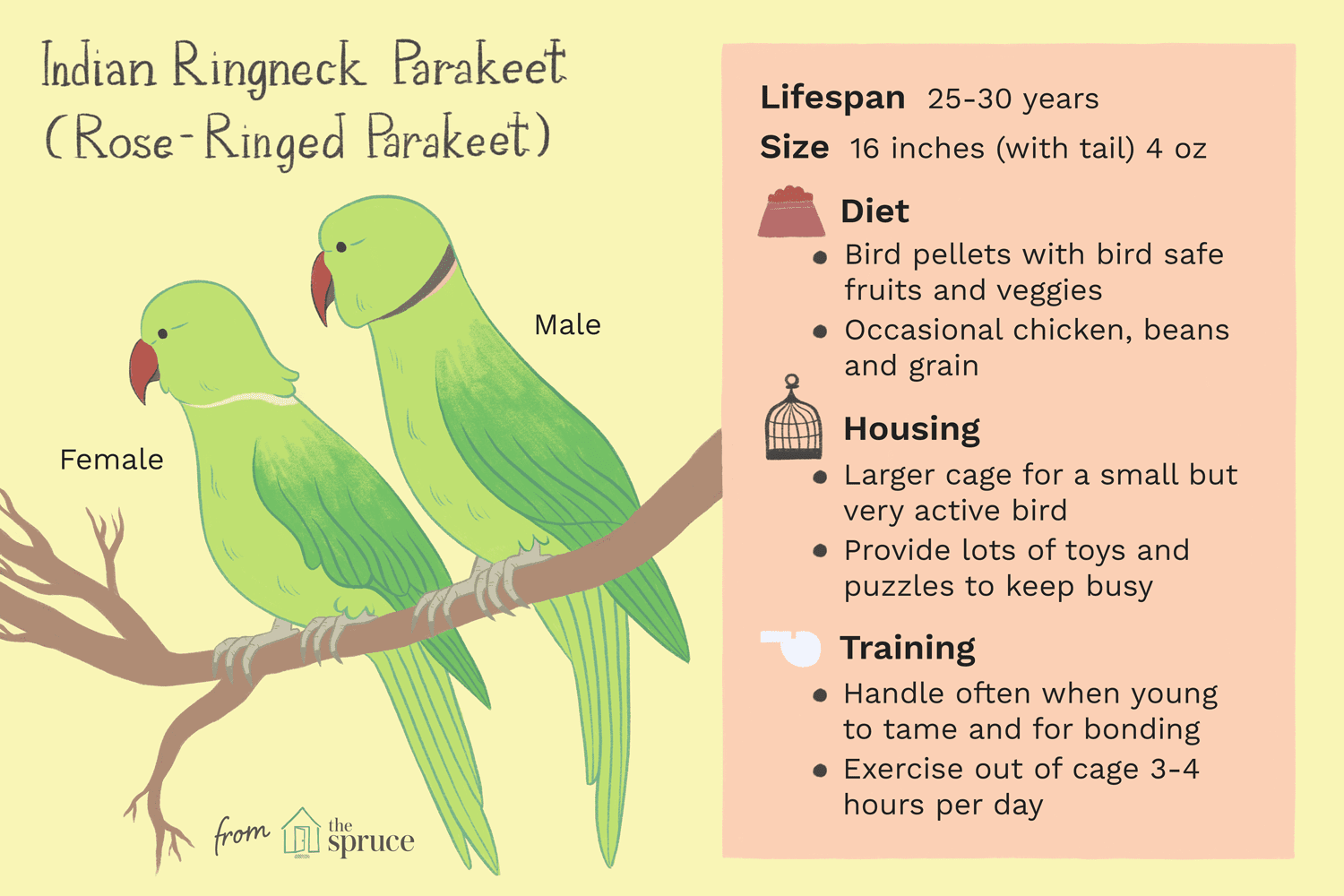 Indian Ringneck Parakeet (Rose‑Ringed Parakeet) – Comprehensive Bird Species Profile