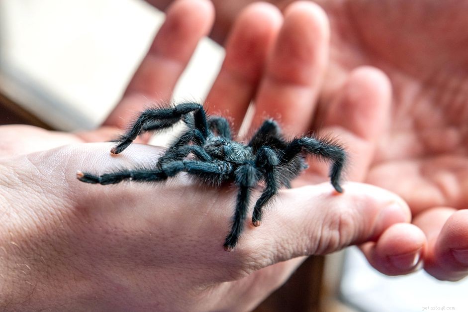 10 Compact Exotic Pets Perfect for Small Living Spaces