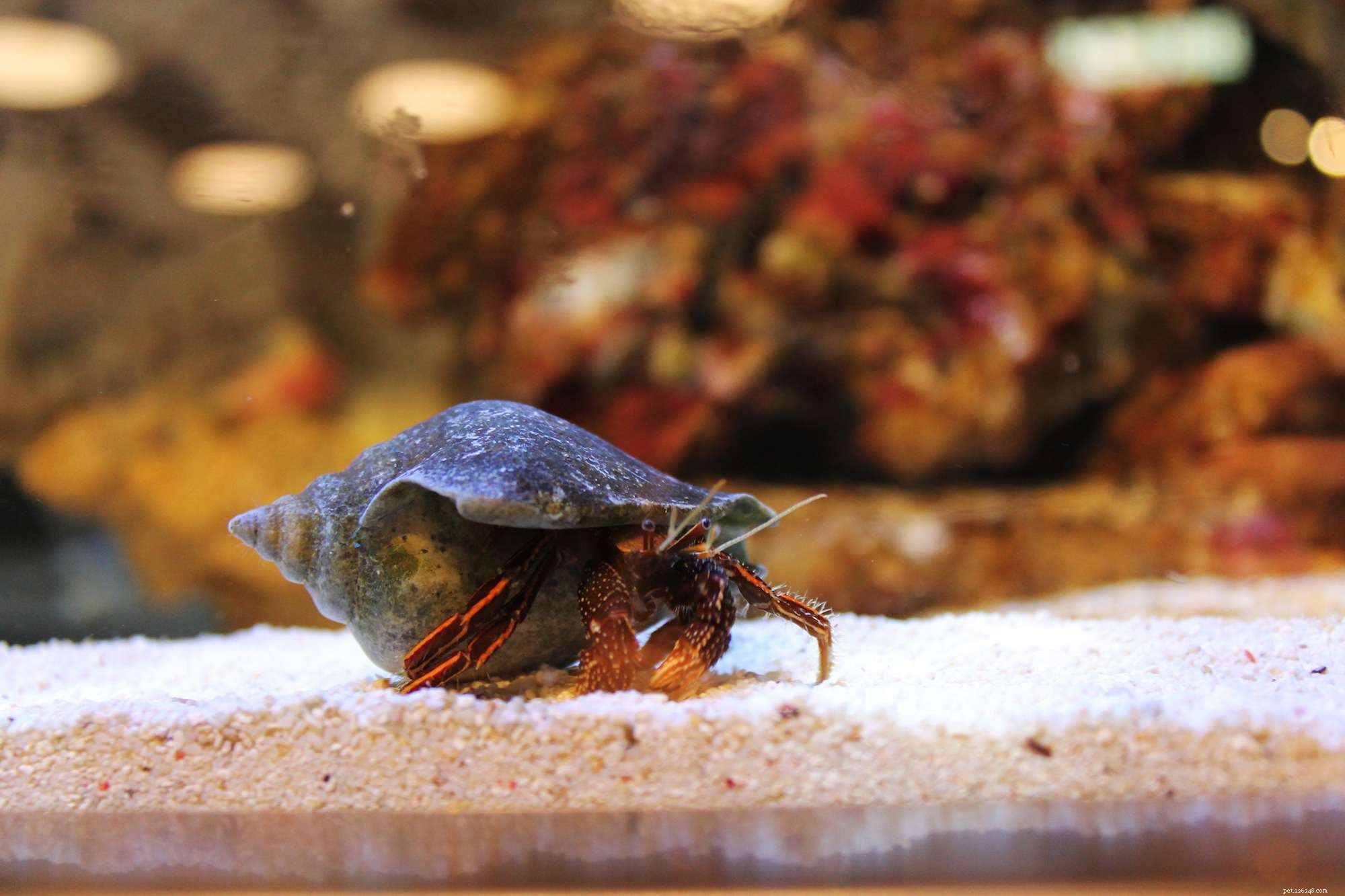 10 Compact Exotic Pets Perfect for Small Living Spaces