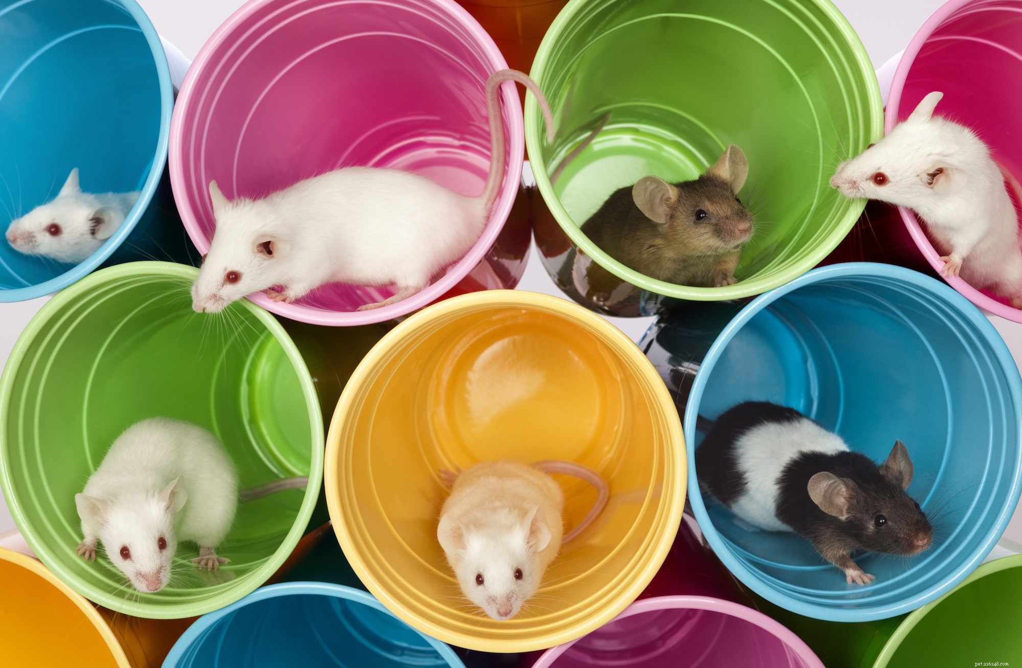 10 Compact Exotic Pets Perfect for Small Living Spaces