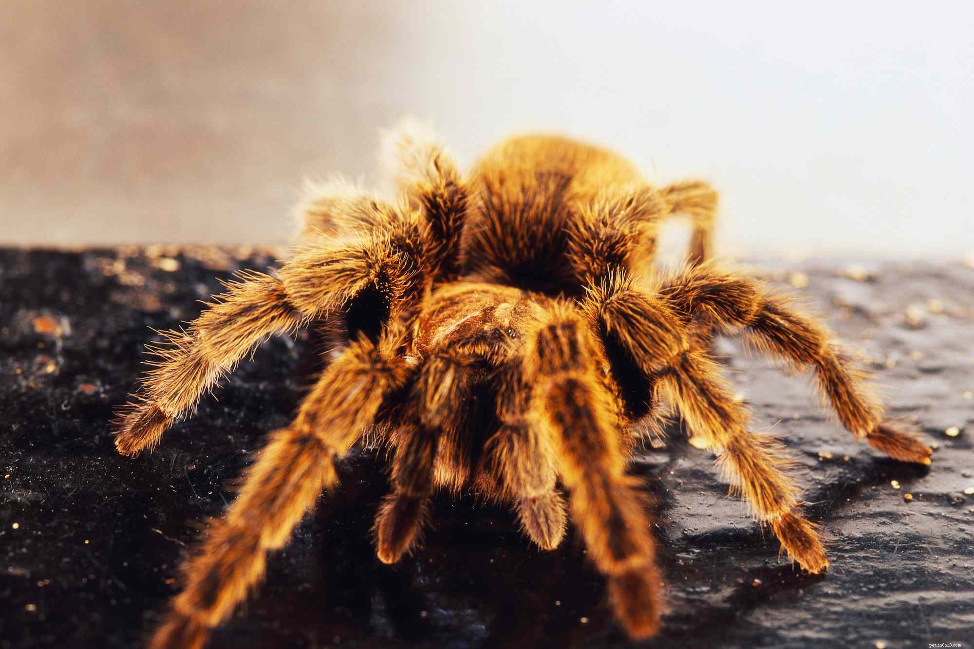 10 Compact Exotic Pets Perfect for Small Living Spaces
