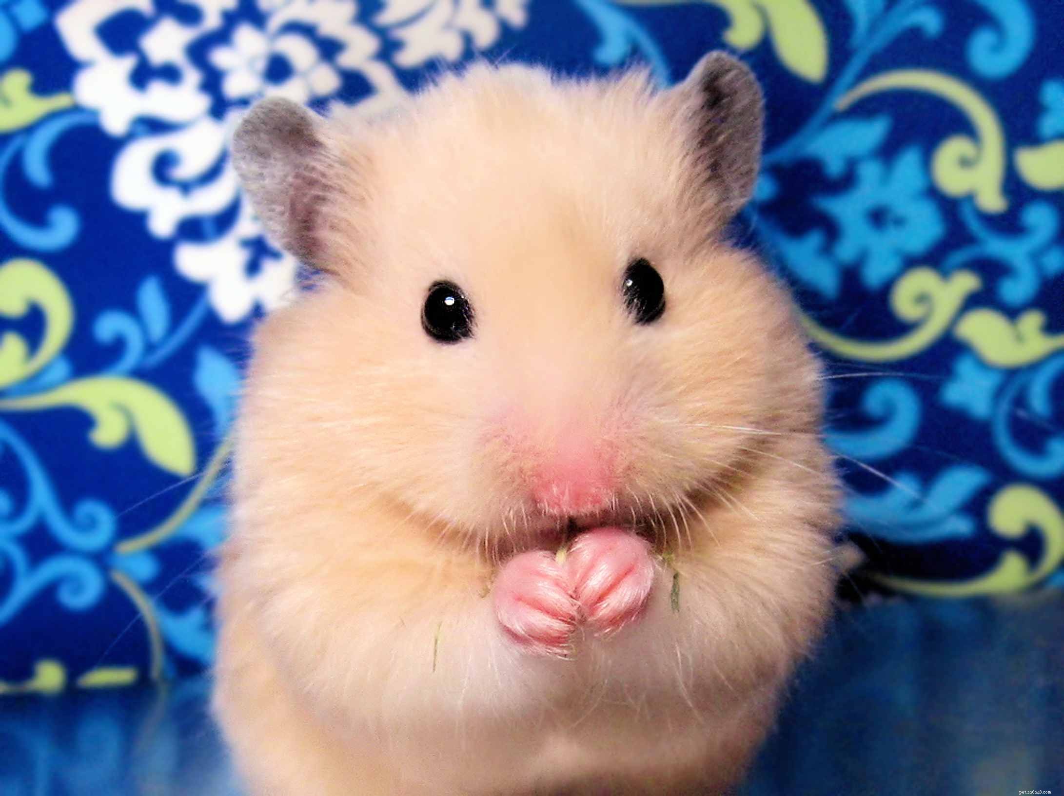 10 Compact Exotic Pets Perfect for Small Living Spaces