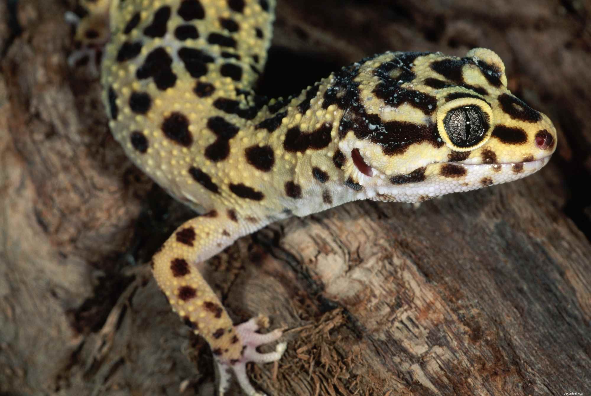 10 Compact Exotic Pets Perfect for Small Living Spaces