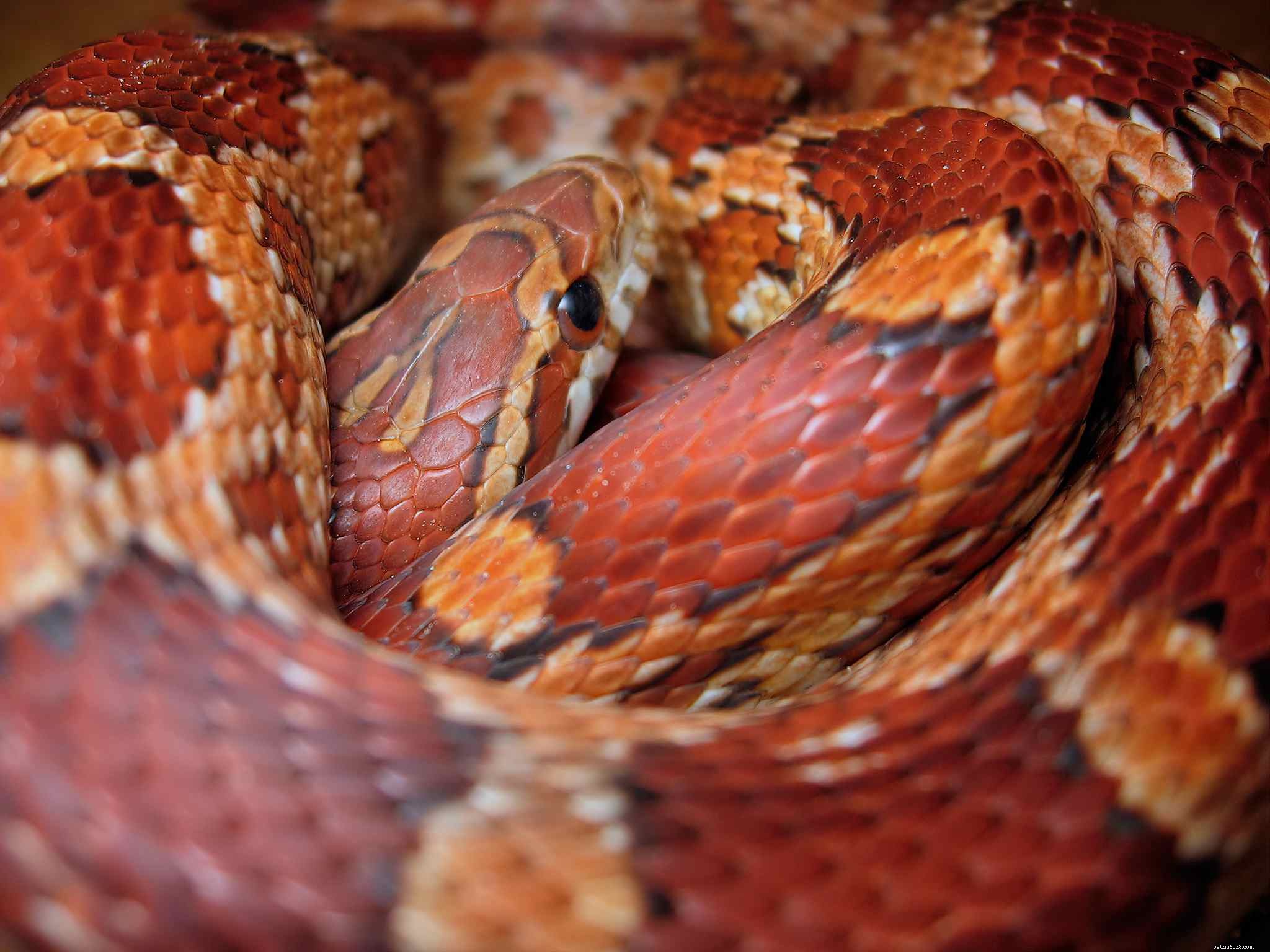 10 Compact Exotic Pets Perfect for Small Living Spaces