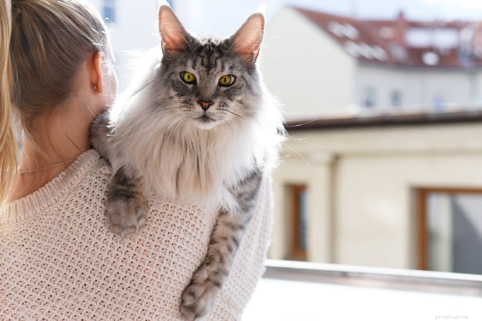 10 Most Affectionate Cat Breeds for Cuddly Companionship