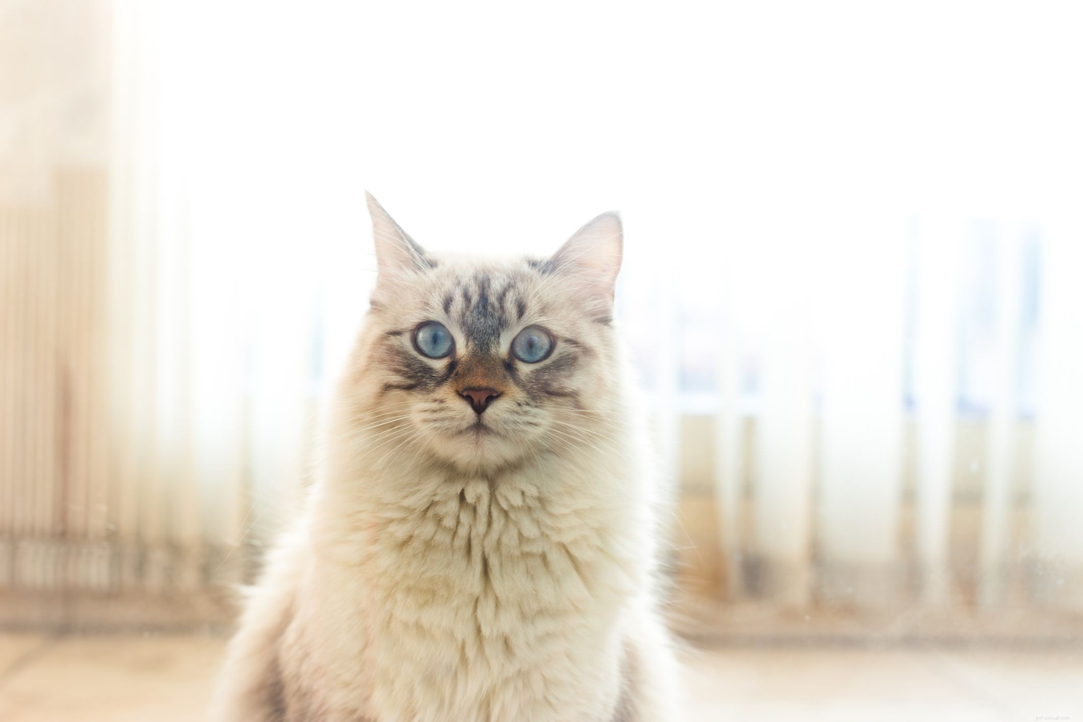10 Most Affectionate Cat Breeds for Cuddly Companionship