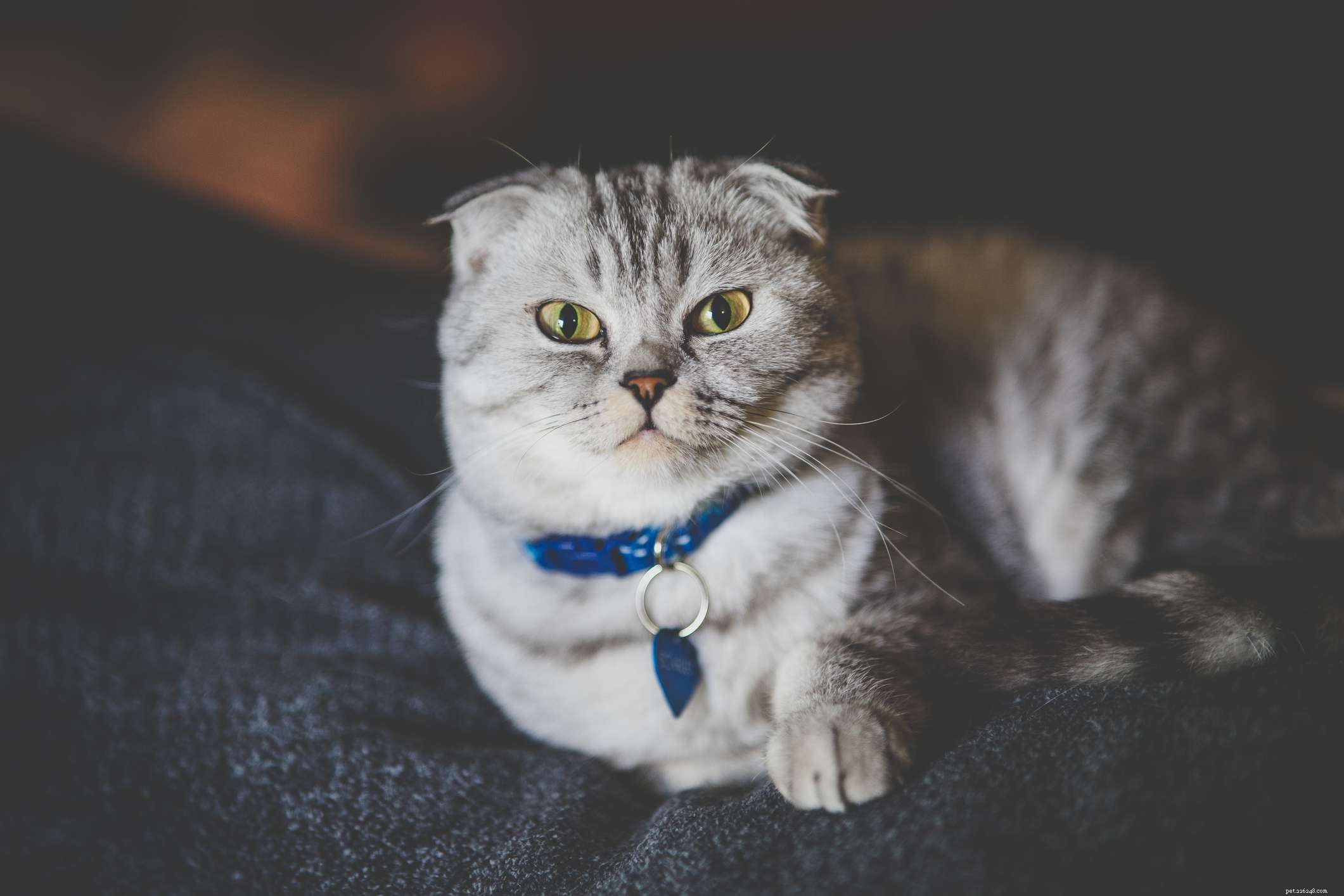 10 Most Affectionate Cat Breeds for Cuddly Companionship