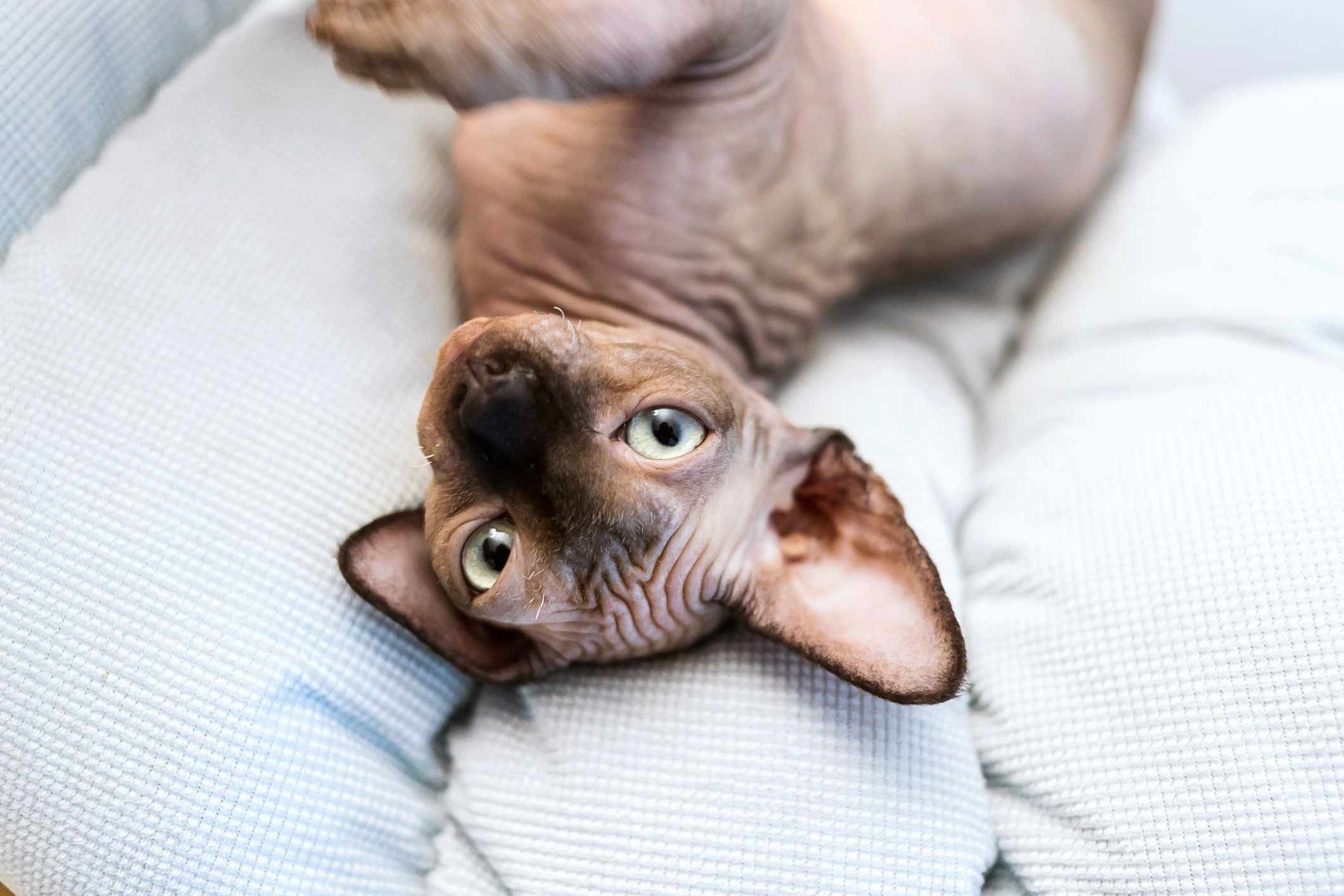 10 Most Affectionate Cat Breeds for Cuddly Companionship