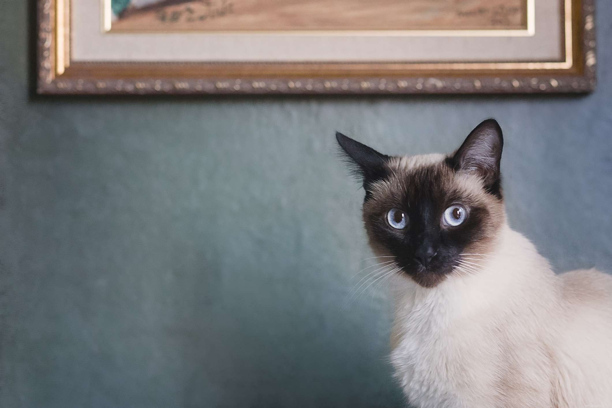 10 Most Affectionate Cat Breeds for Cuddly Companionship