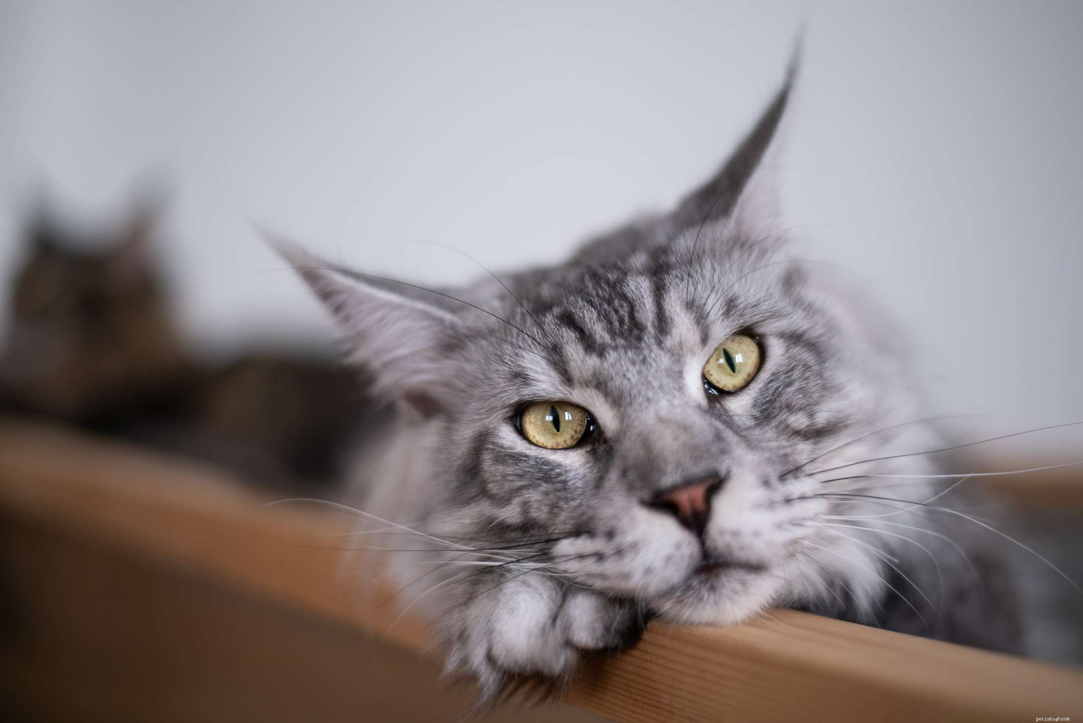 10 Most Affectionate Cat Breeds for Cuddly Companionship