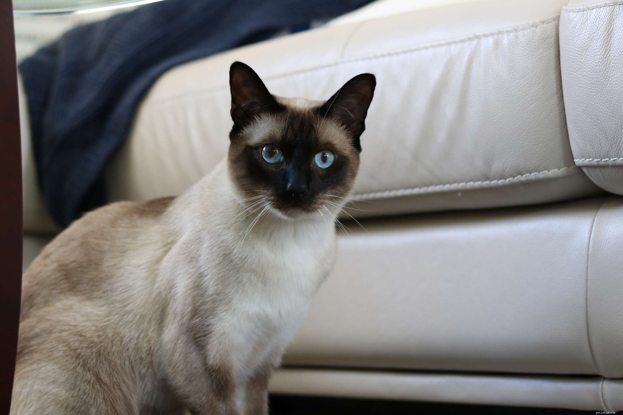 10 Most Affectionate Cat Breeds for Cuddly Companionship