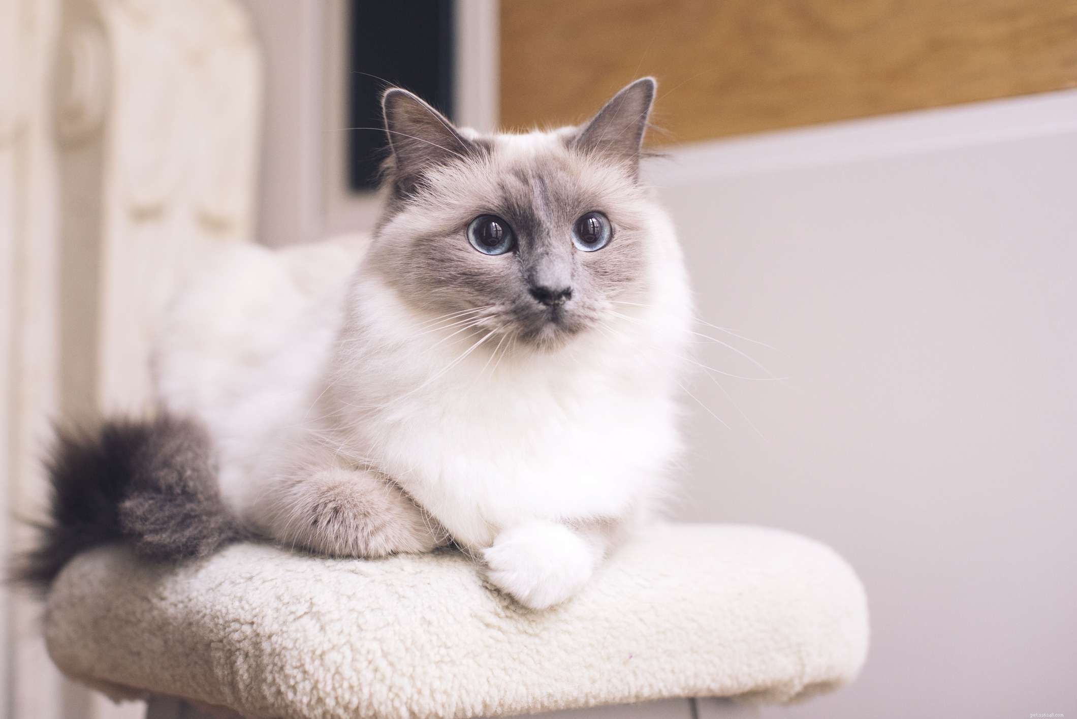 Top 10 Largest Domestic Cat Breeds: Big, Low‑Maintenance Pets