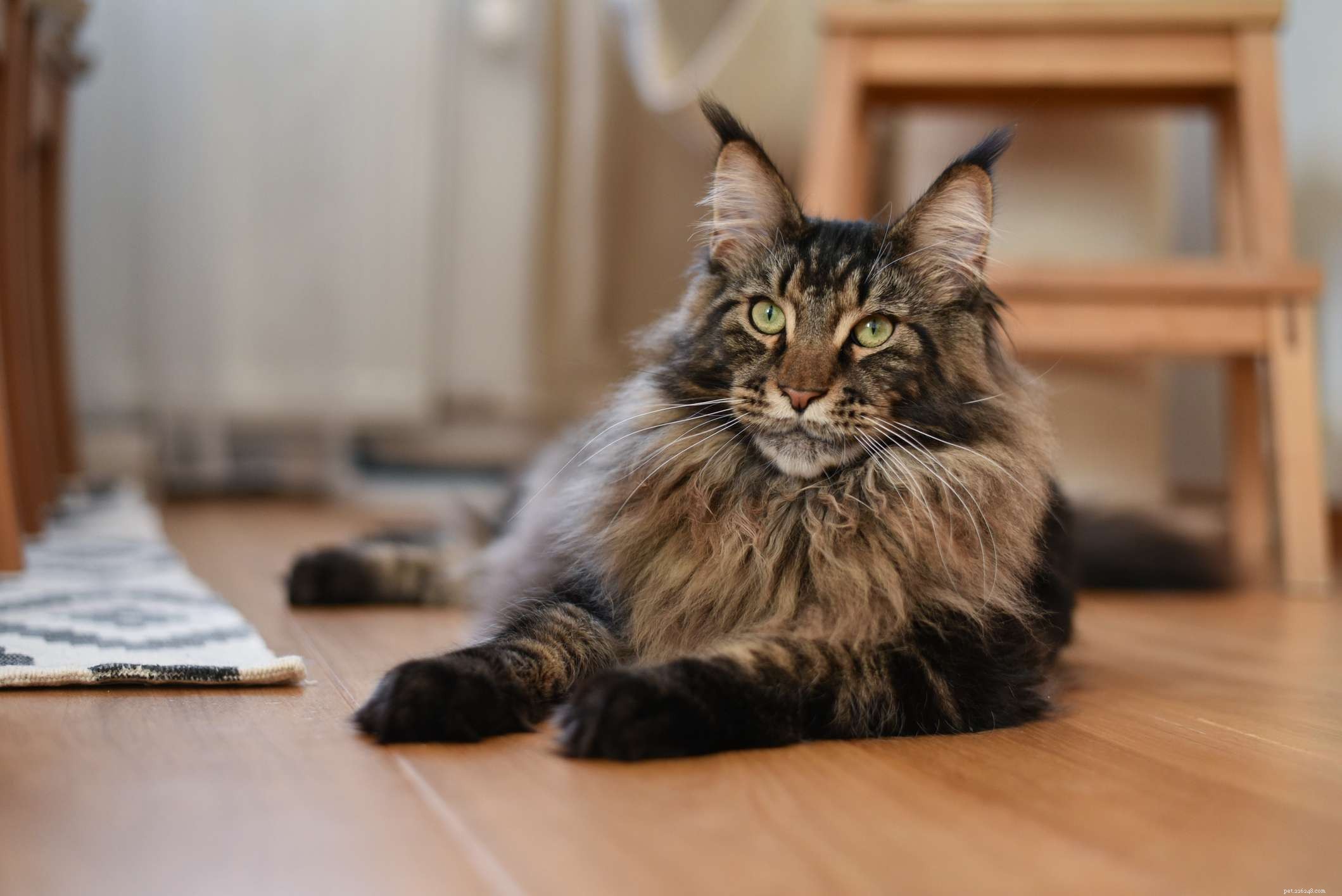 Top 10 Largest Domestic Cat Breeds: Big, Low‑Maintenance Pets