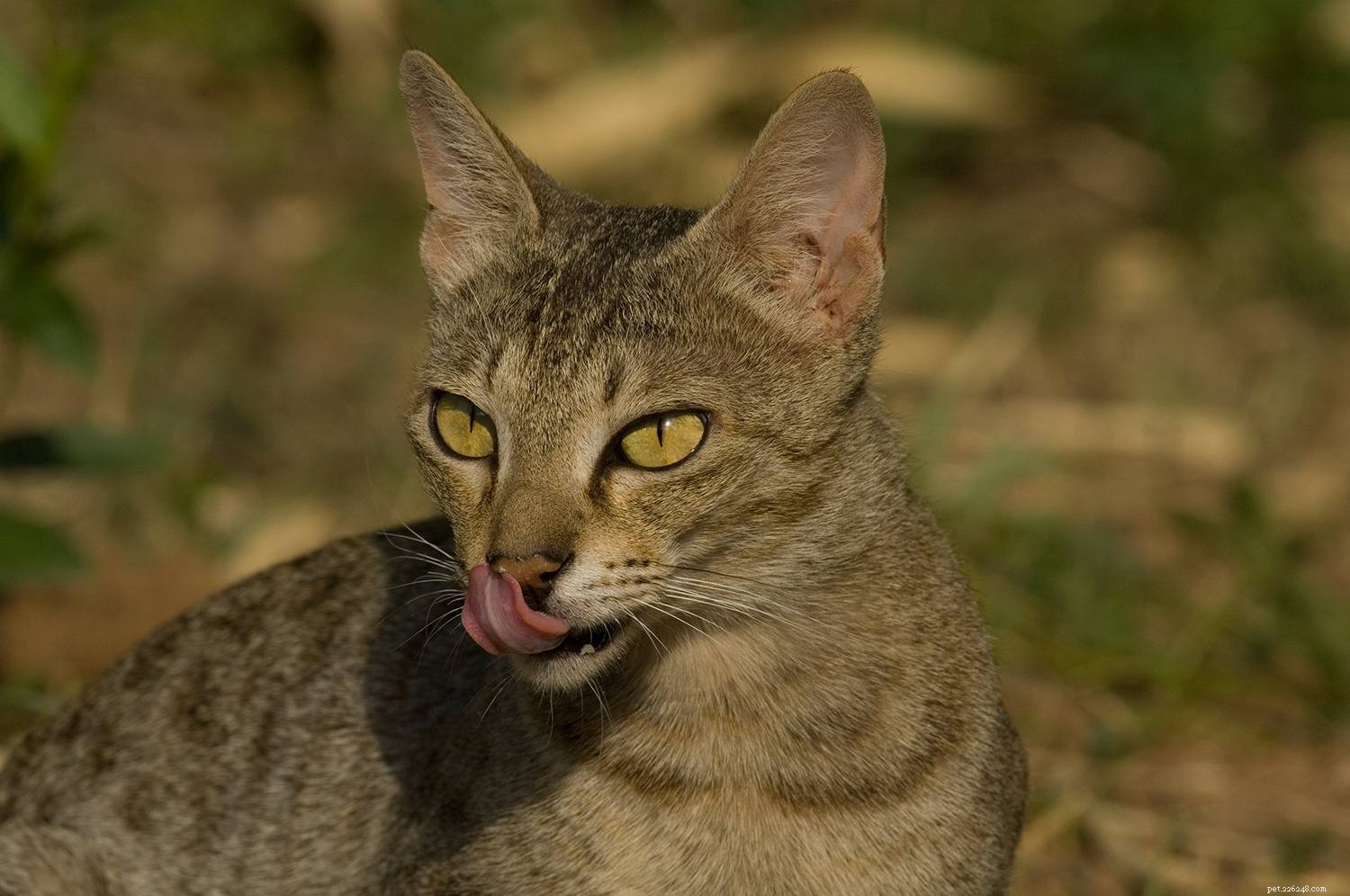 Top 10 Largest Domestic Cat Breeds: Big, Low‑Maintenance Pets