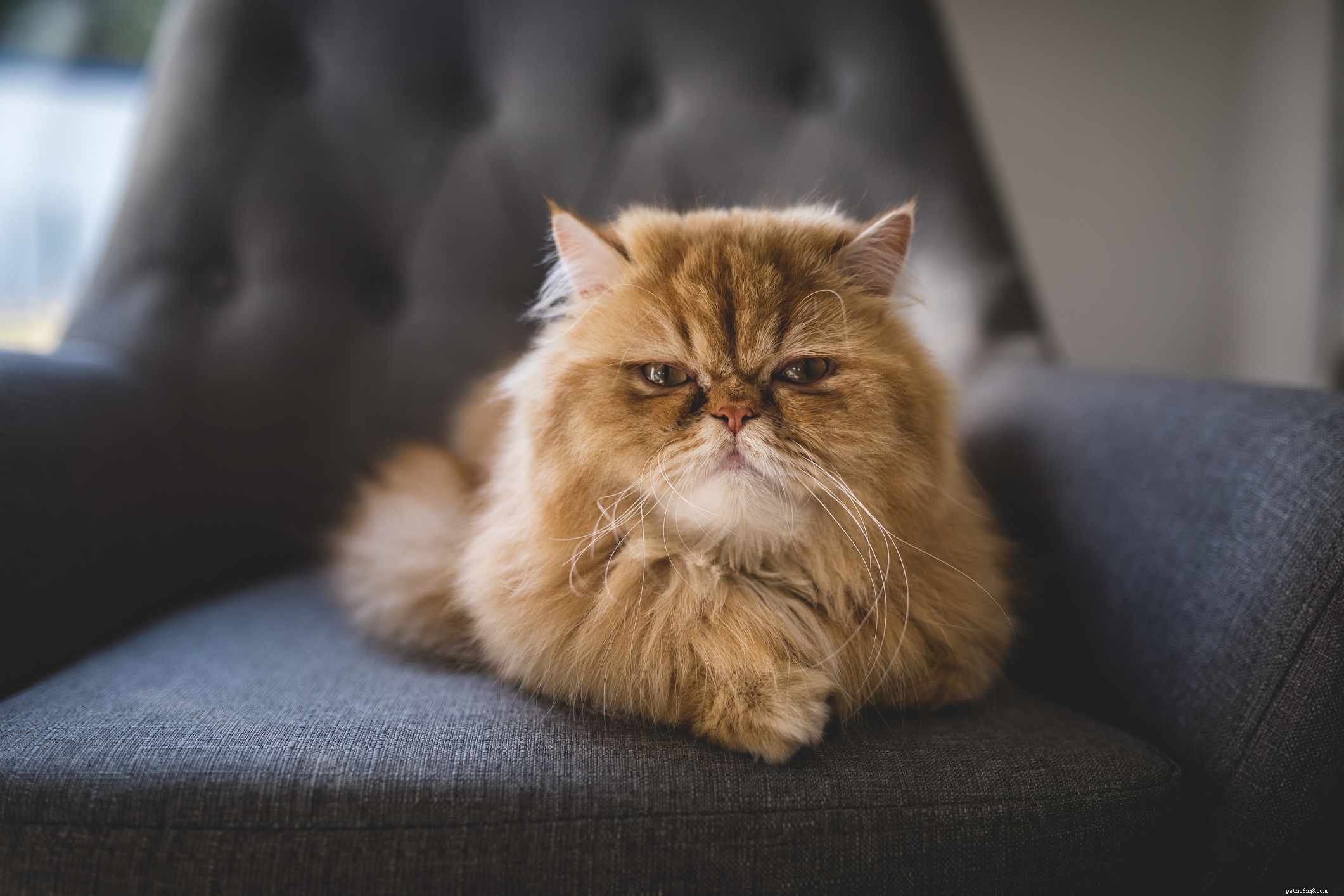 Top 10 Largest Domestic Cat Breeds: Big, Low‑Maintenance Pets