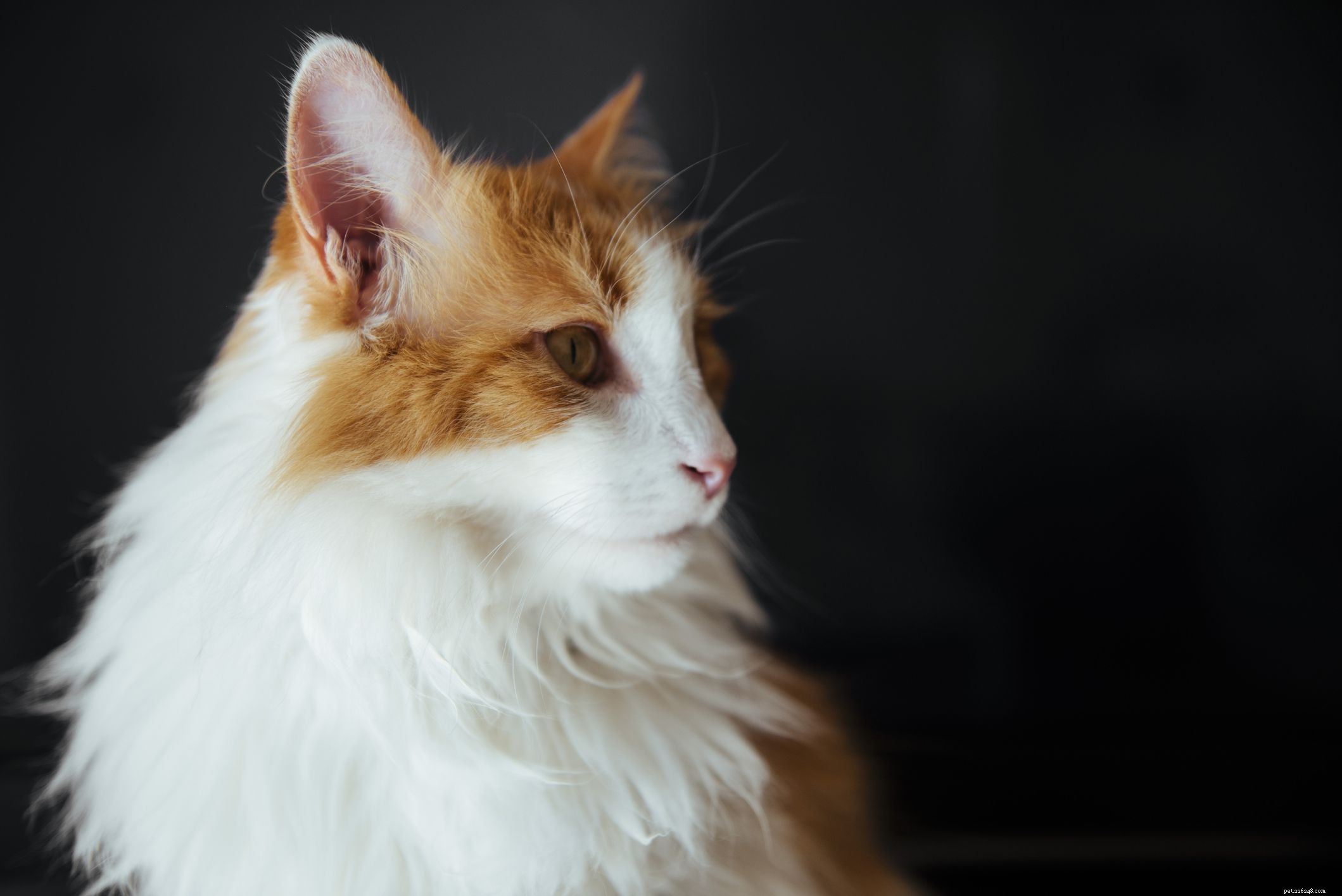 Top 10 Largest Domestic Cat Breeds: Big, Low‑Maintenance Pets