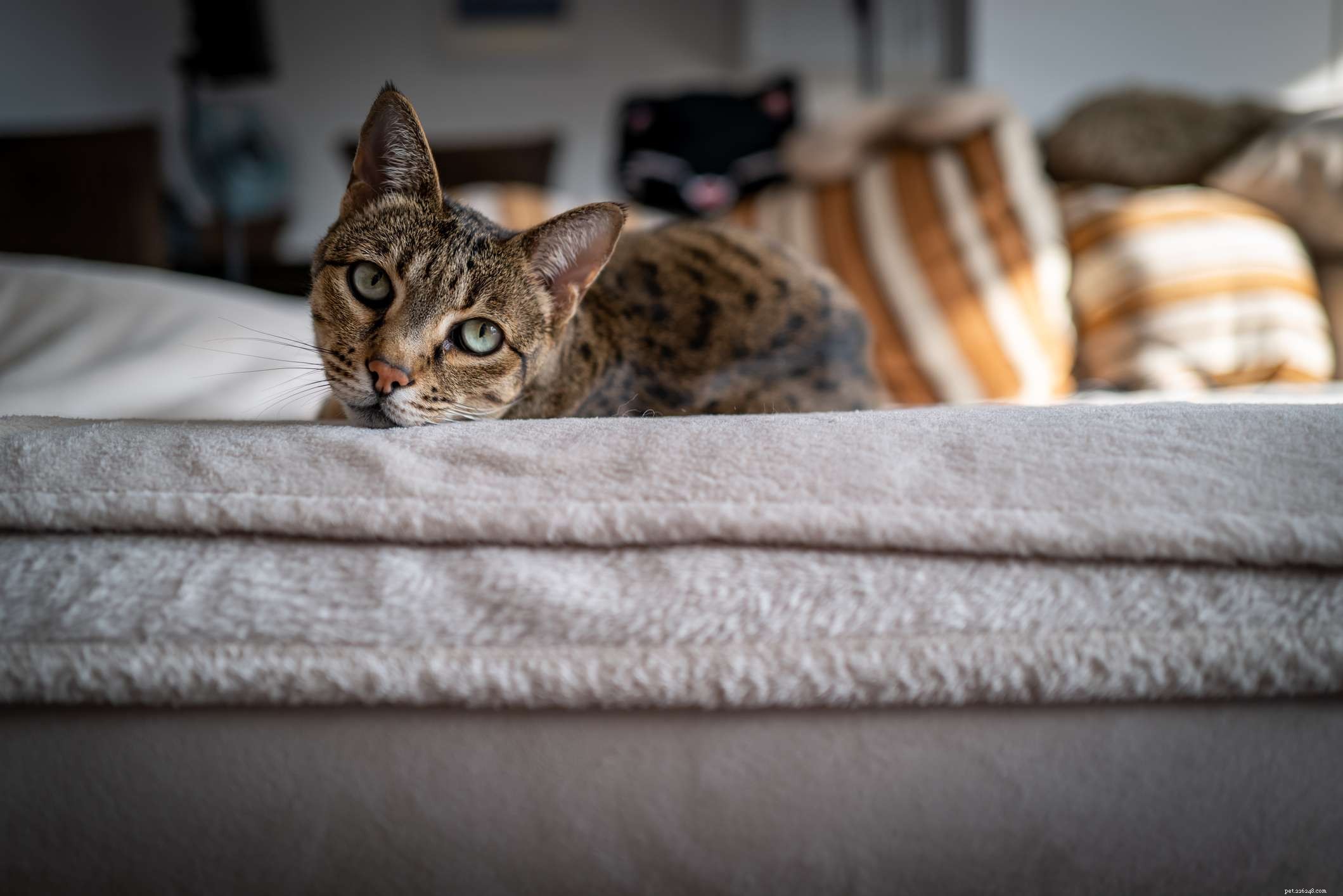 Top 10 Largest Domestic Cat Breeds: Big, Low‑Maintenance Pets