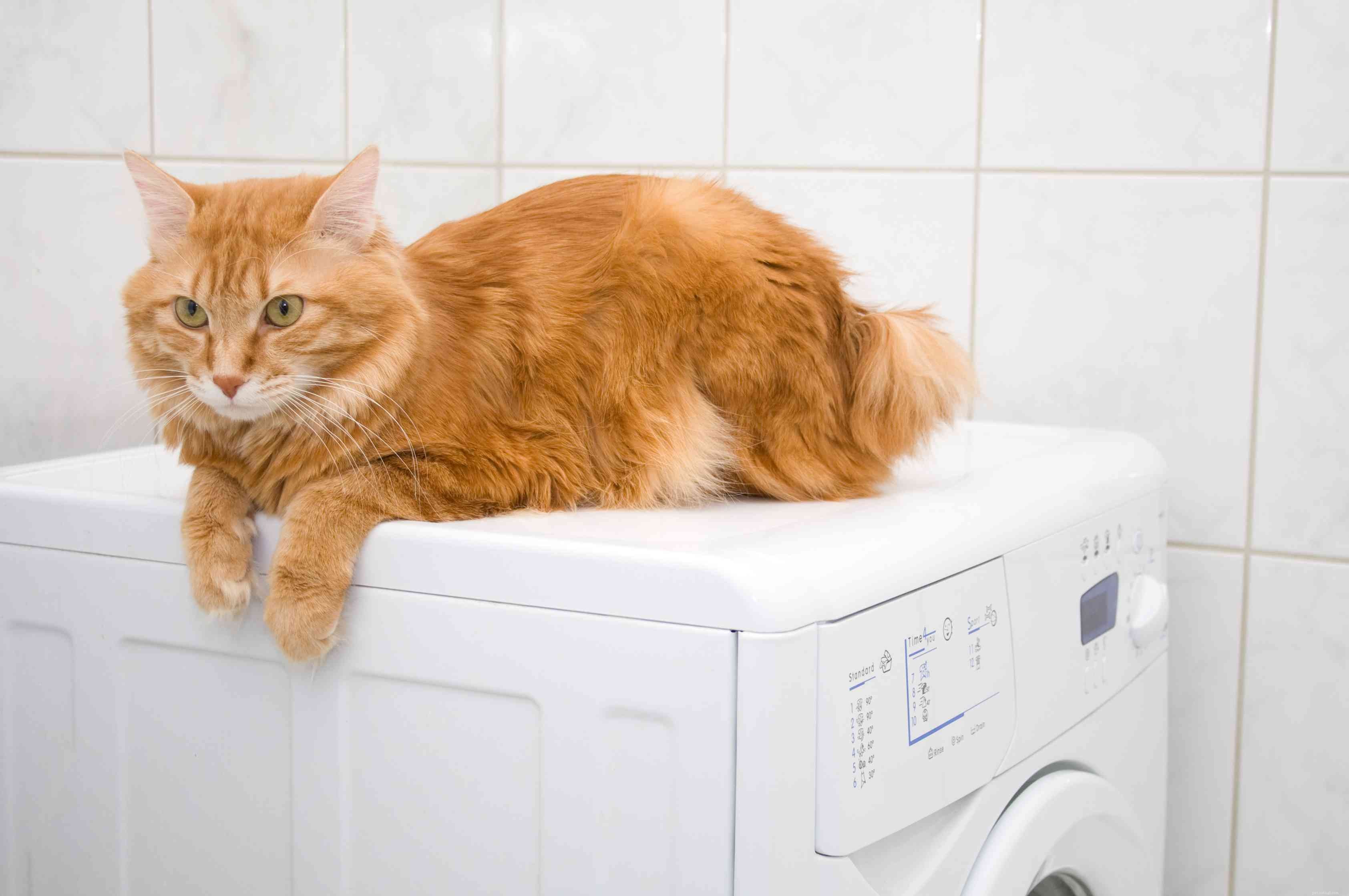 Top 10 Largest Domestic Cat Breeds: Big, Low‑Maintenance Pets