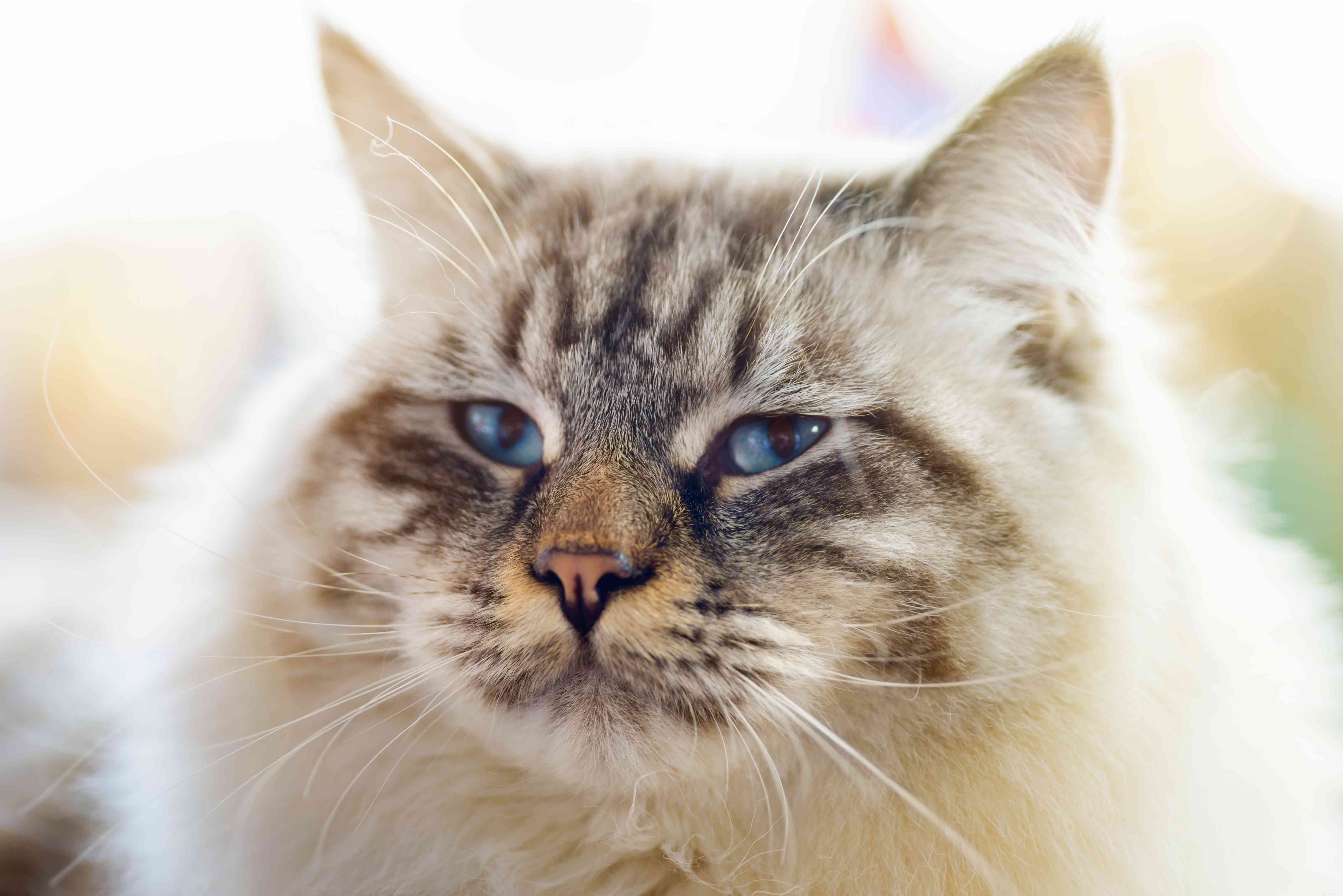 Top 10 Largest Domestic Cat Breeds: Big, Low‑Maintenance Pets