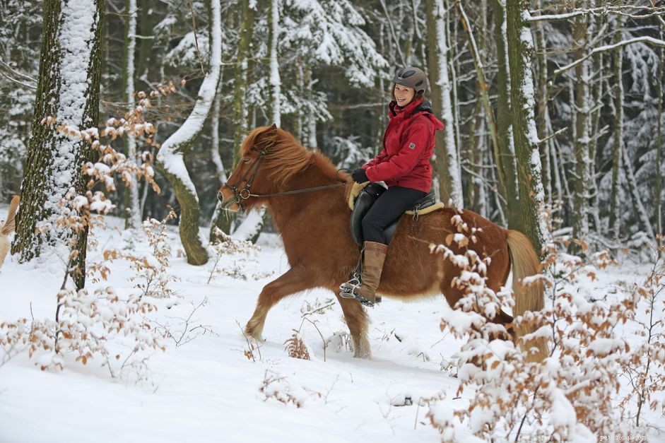 Is Your Horse the Right Size for You? A Practical Guide to Matching Rider and Horse
