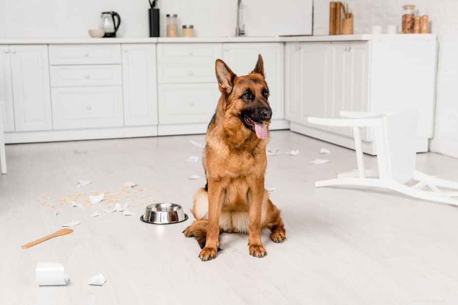 Immediate Steps to Take If Your Dog Ingests Baking Soda
