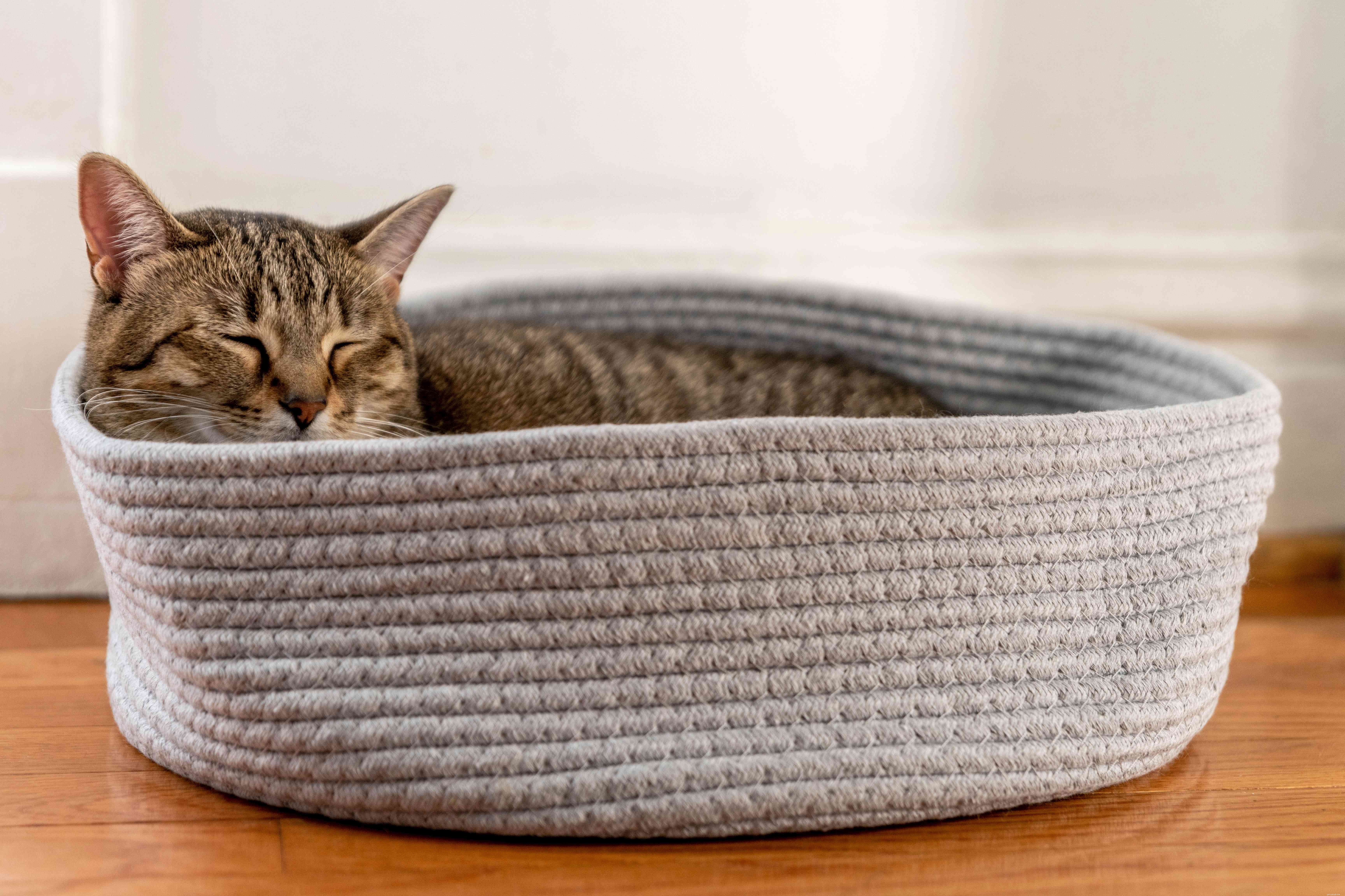 Why Your Cat Is Sleeping in the Litter Box – Medical & Behavioral Reasons