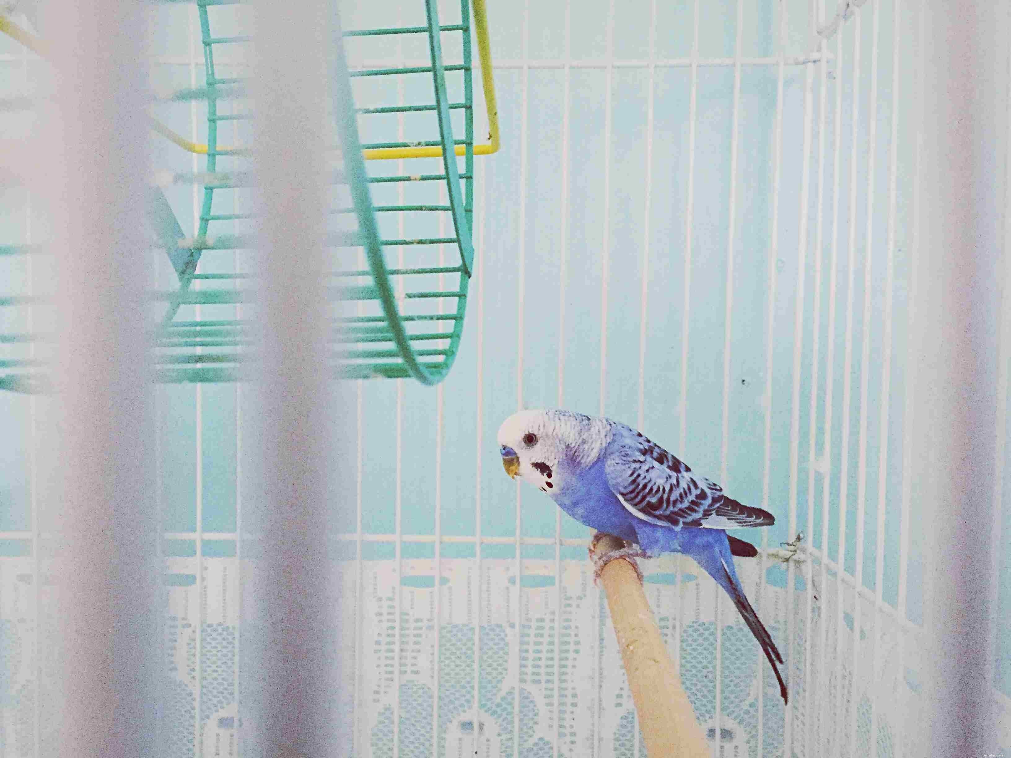 Top 8 Talking Bird Species: Choose the Perfect Feathered Companion