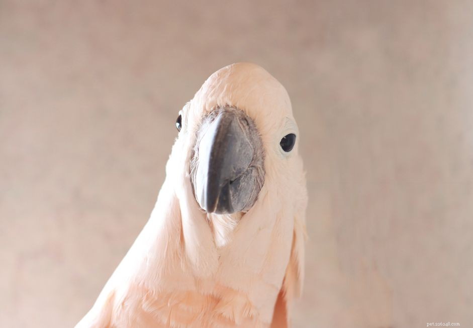 Top 8 Talking Bird Species: Choose the Perfect Feathered Companion