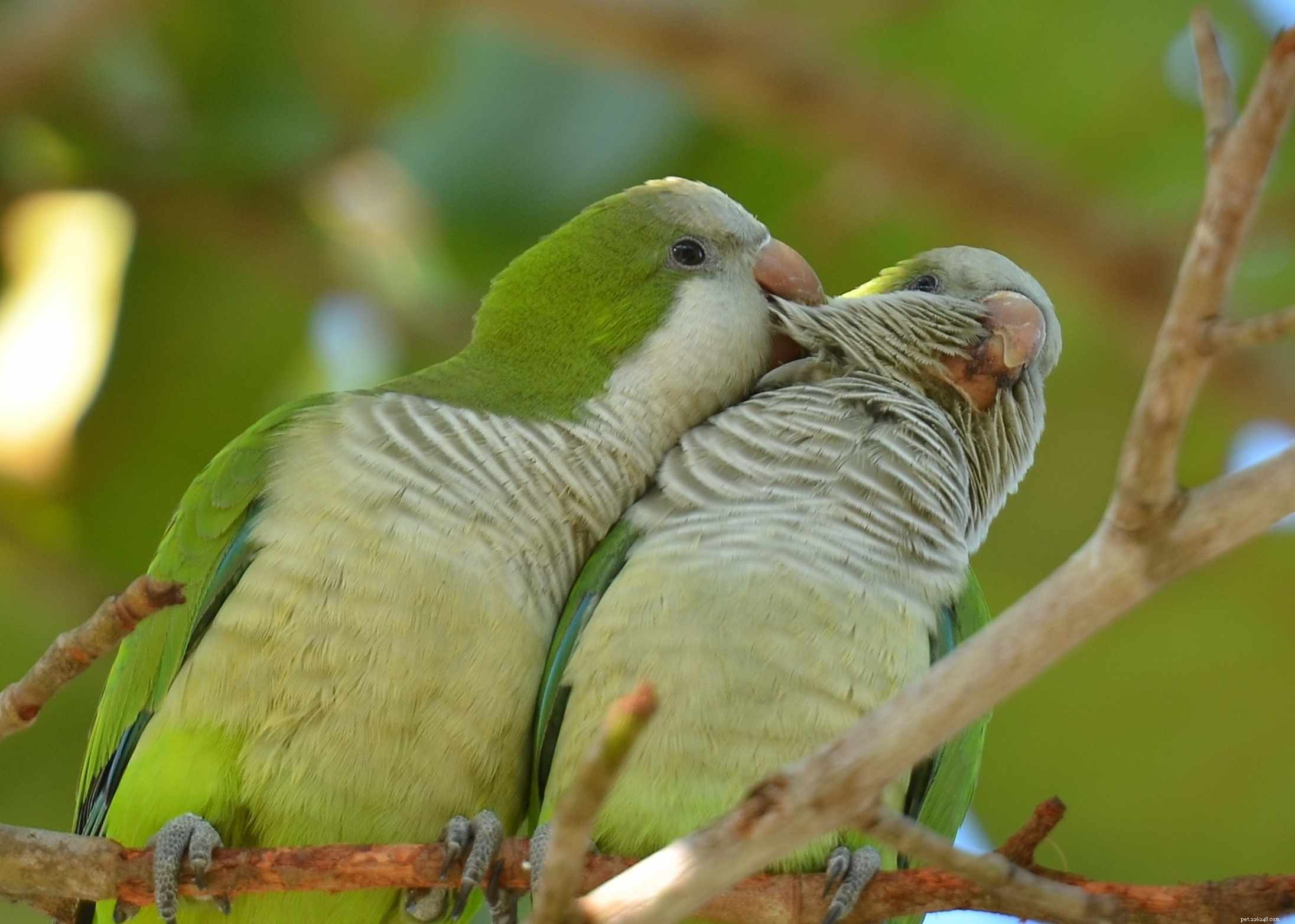 Top 8 Talking Bird Species: Choose the Perfect Feathered Companion