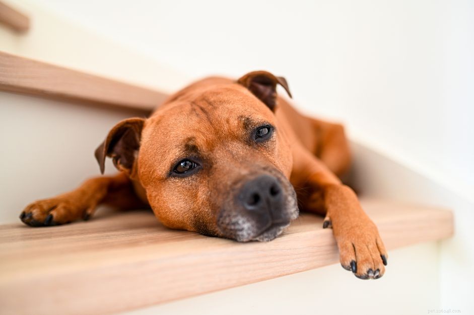What Are Dewclaws? Understanding Their Role in Dogs and Cats