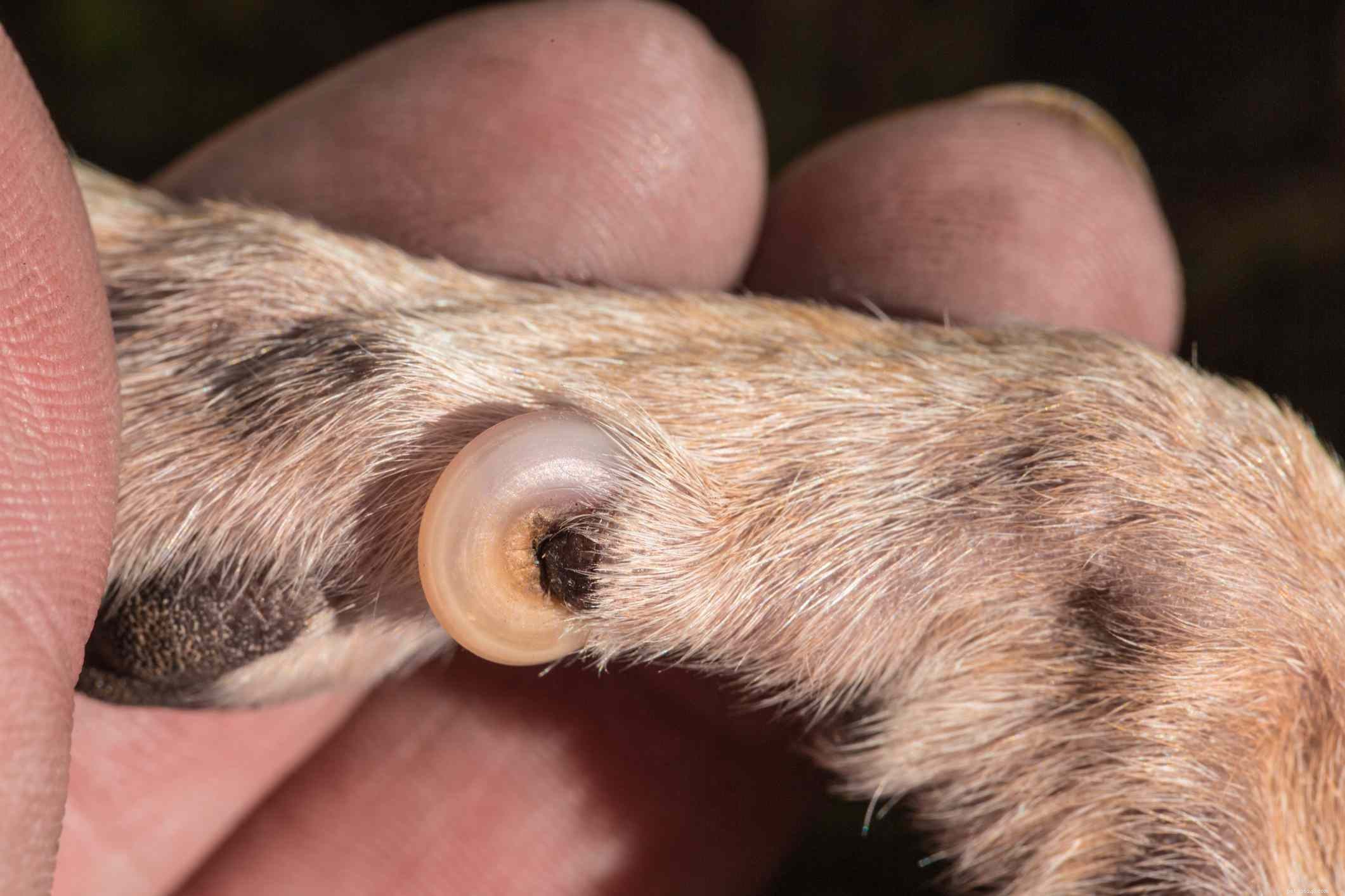 What Are Dewclaws? Understanding Their Role in Dogs and Cats