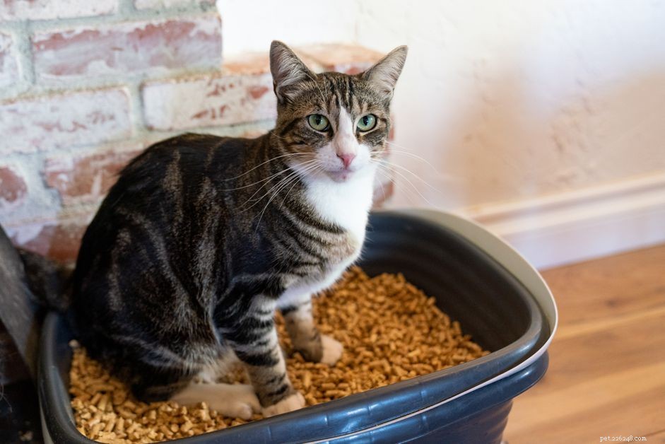 8 Types of Cat Litter: How to Pick the Best for Your Feline