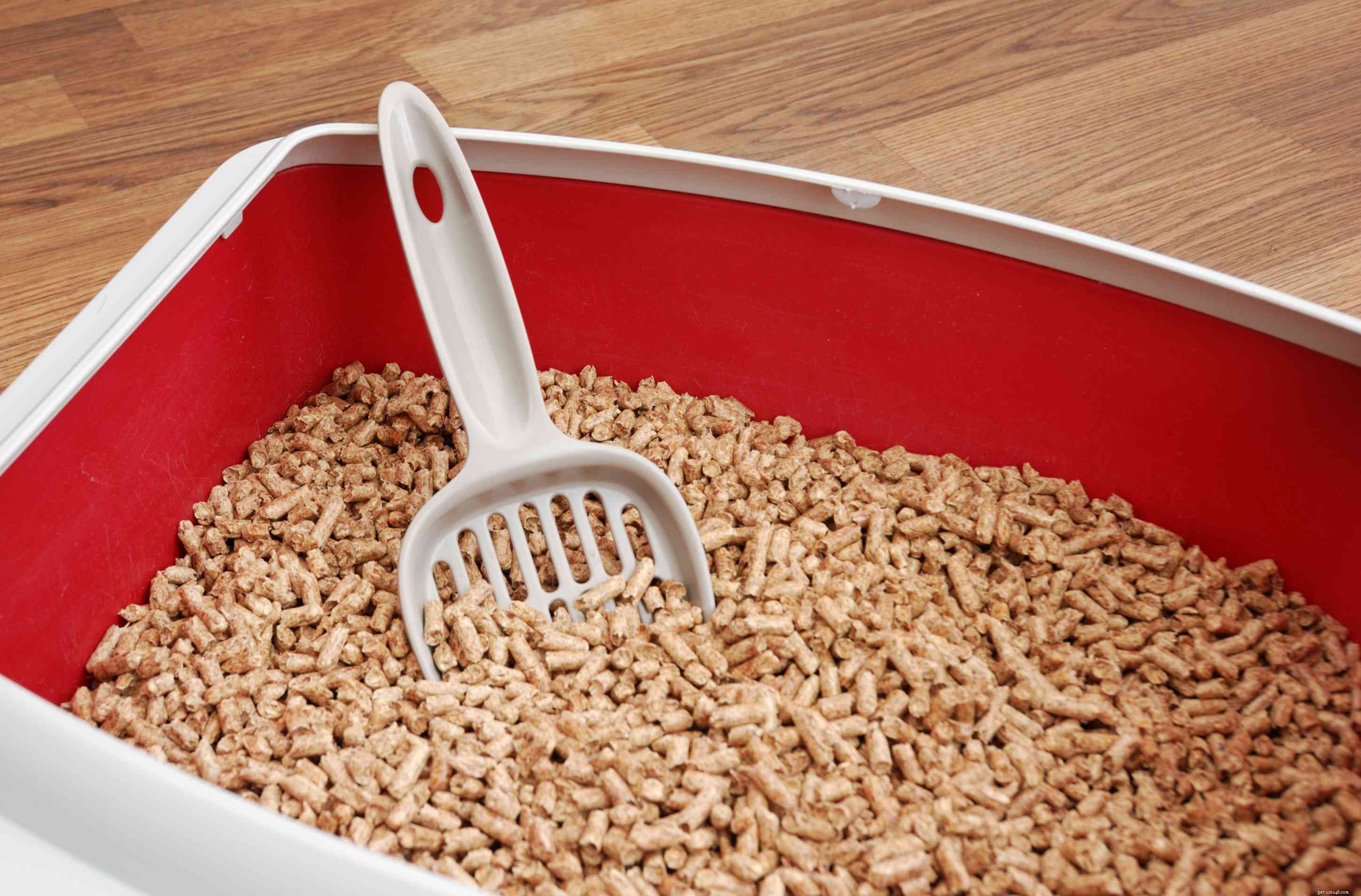 8 Types of Cat Litter: How to Pick the Best for Your Feline