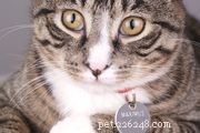 75 Beautiful Japanese Cat Names with Meaningful Origins