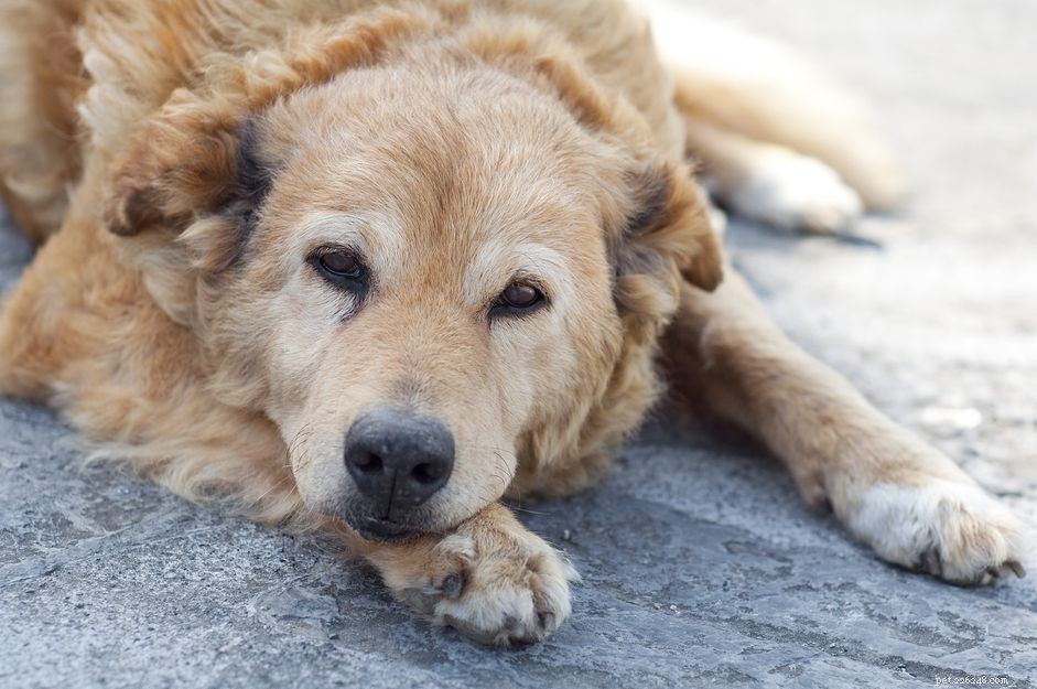Understanding and Managing Urine Leakage in Dogs: Causes, Symptoms, and When to Seek Veterinary Care